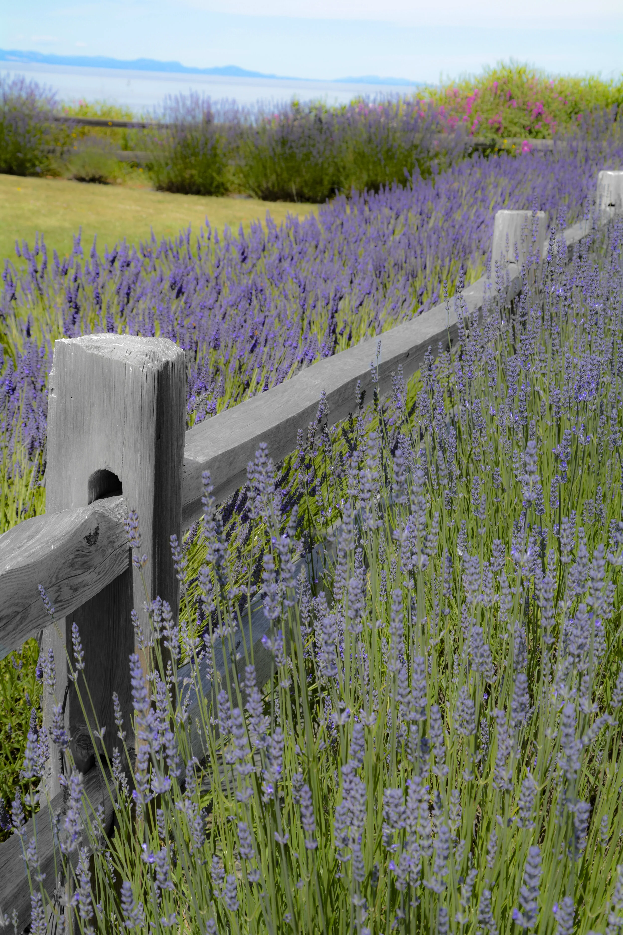 FL045 Lavender Fence.jpg