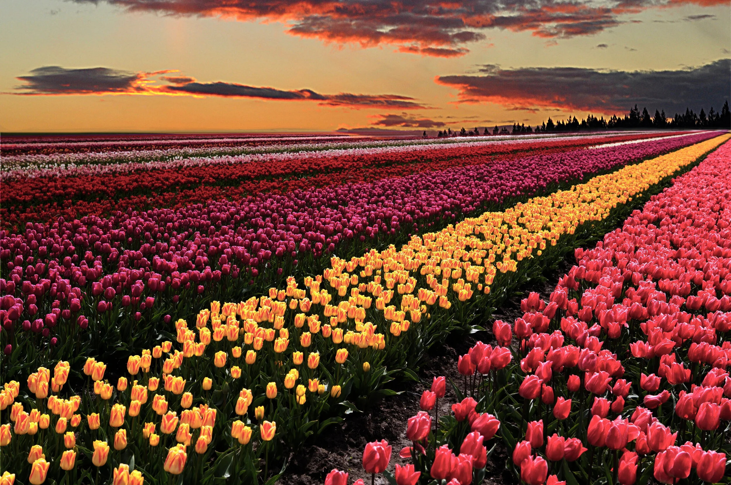 FL043 Tulip Fields.jpg
