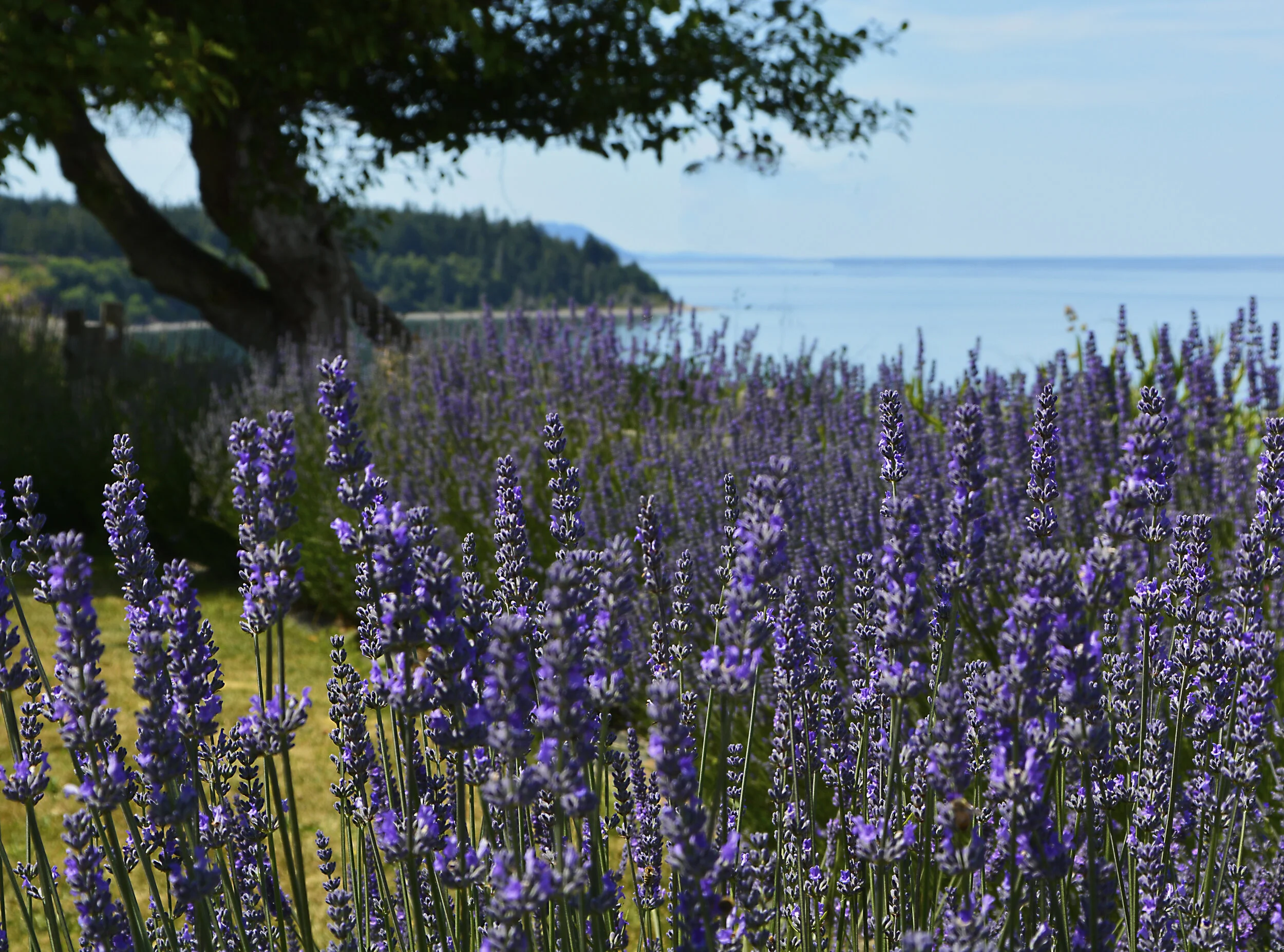 WAS152 Lavendar.jpg