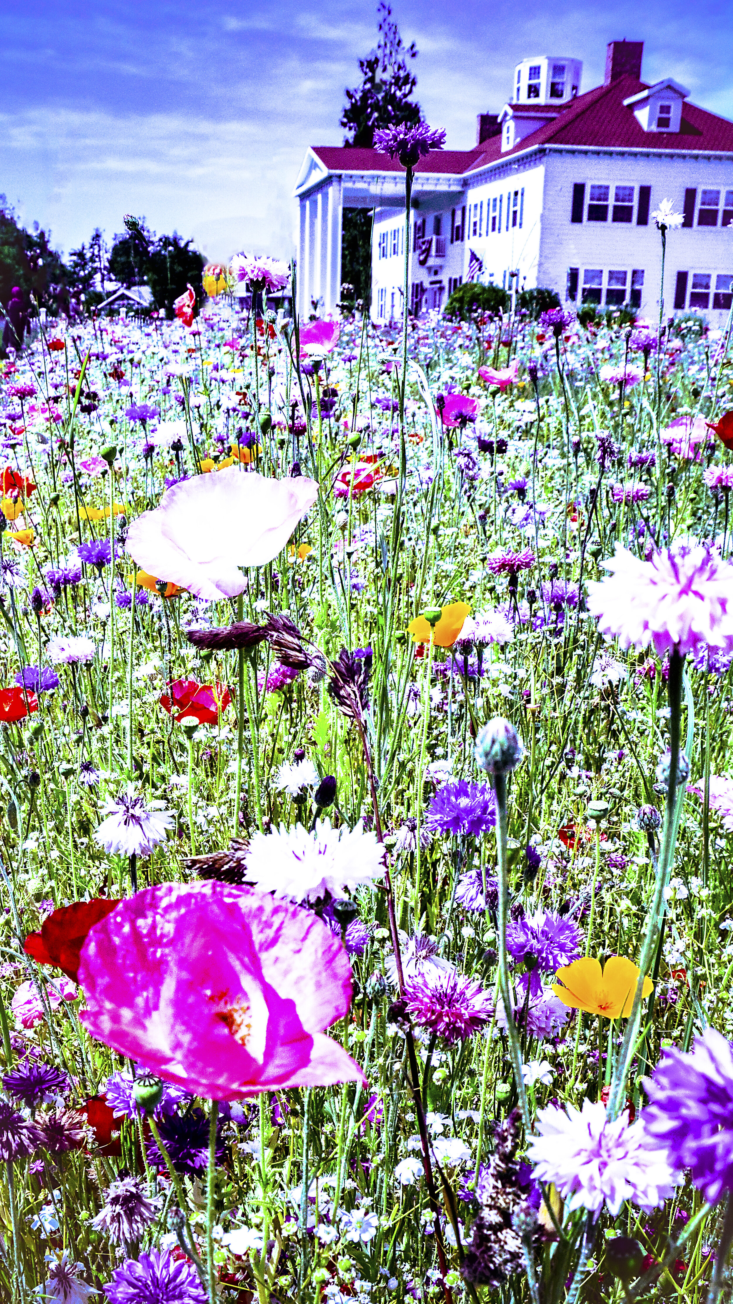 WAS153 Flowers and Mansion.jpg