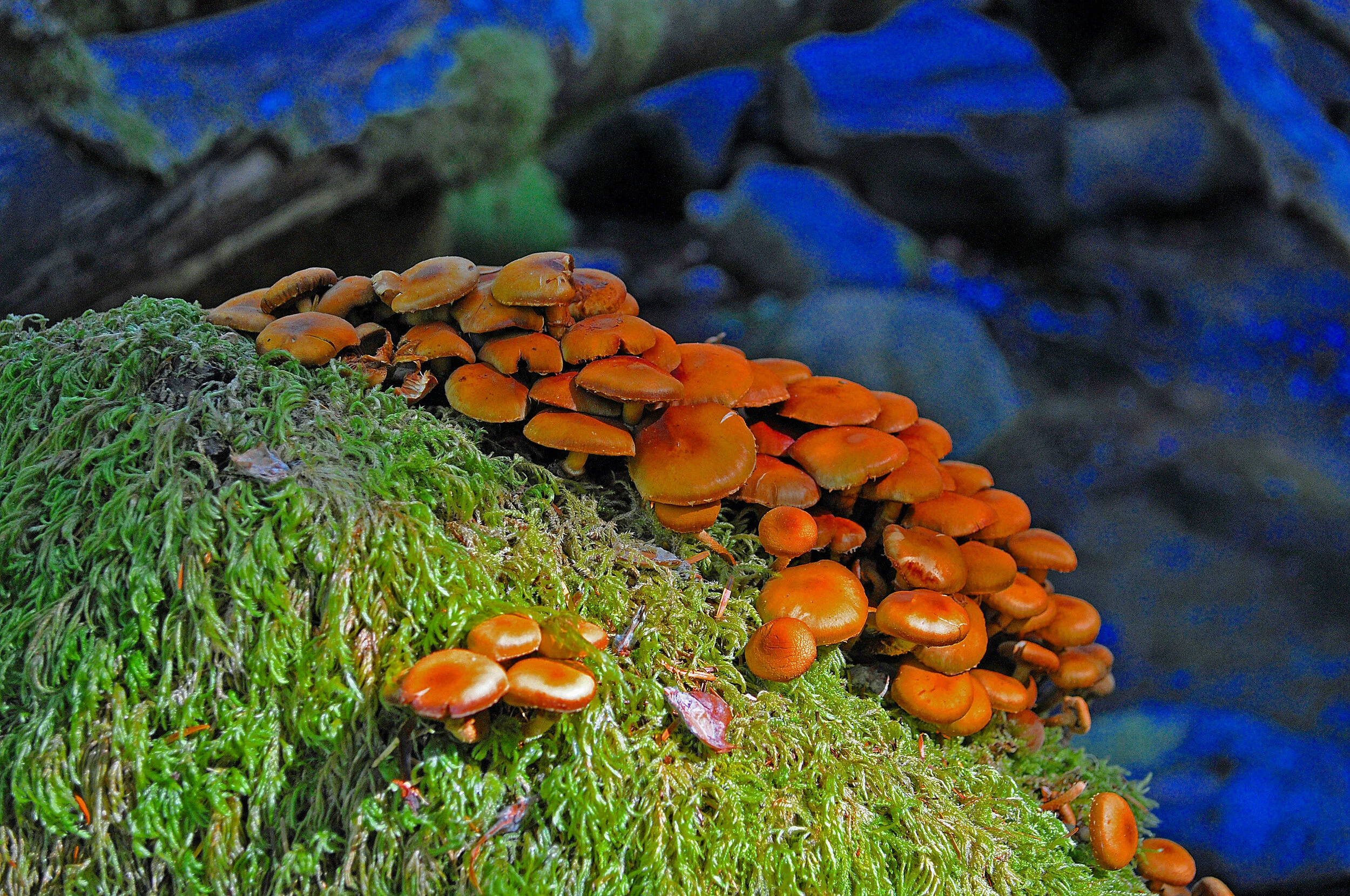 FL018 Mushroom5.jpg