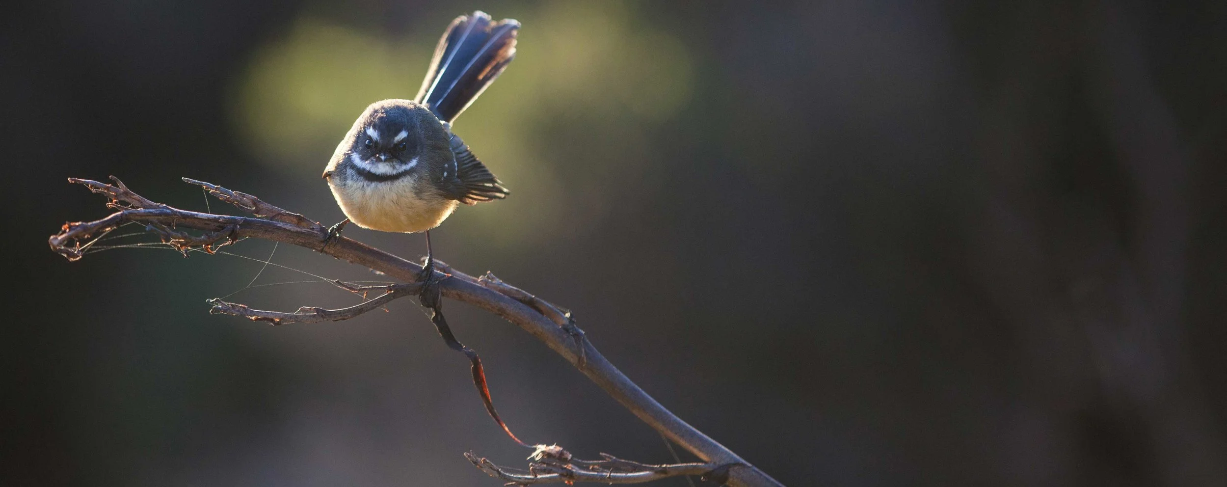 Fantail.jpg