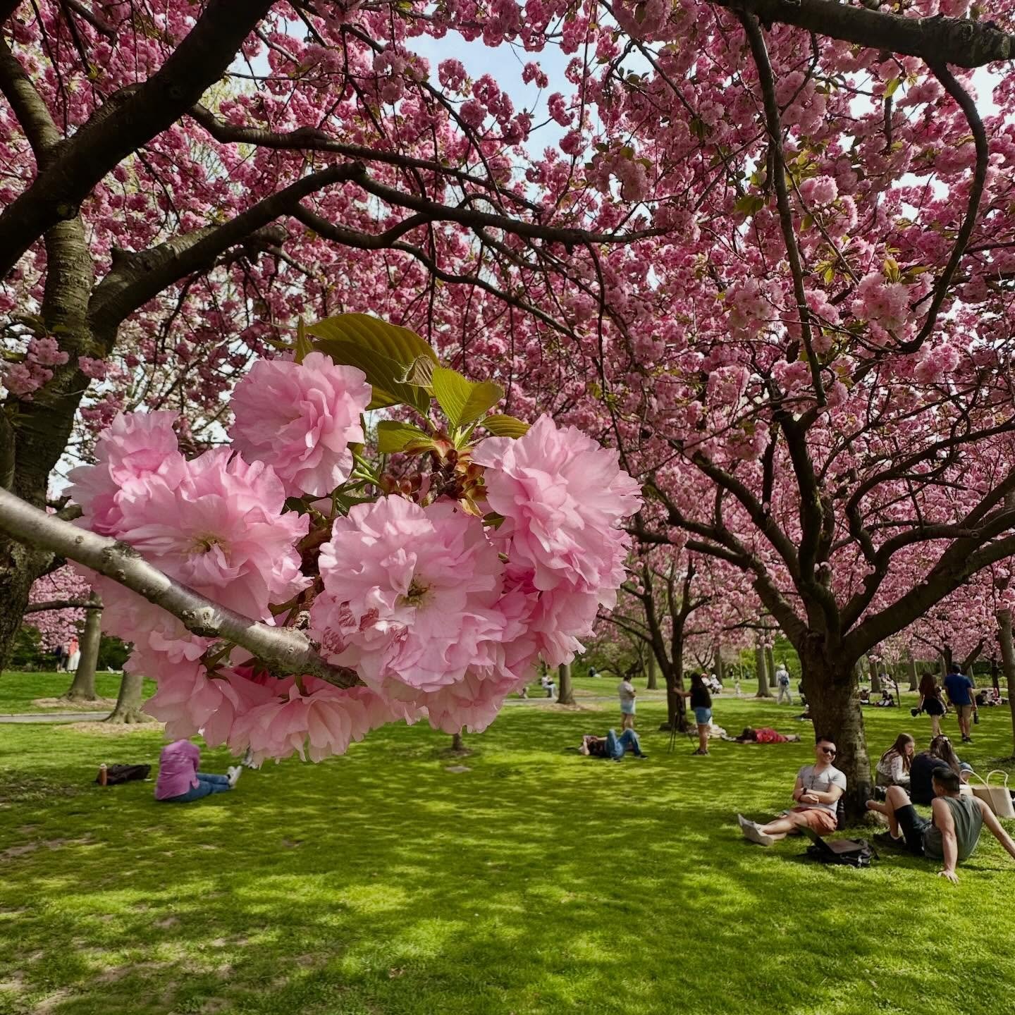 @brooklynbotanic 🌸💗🙌