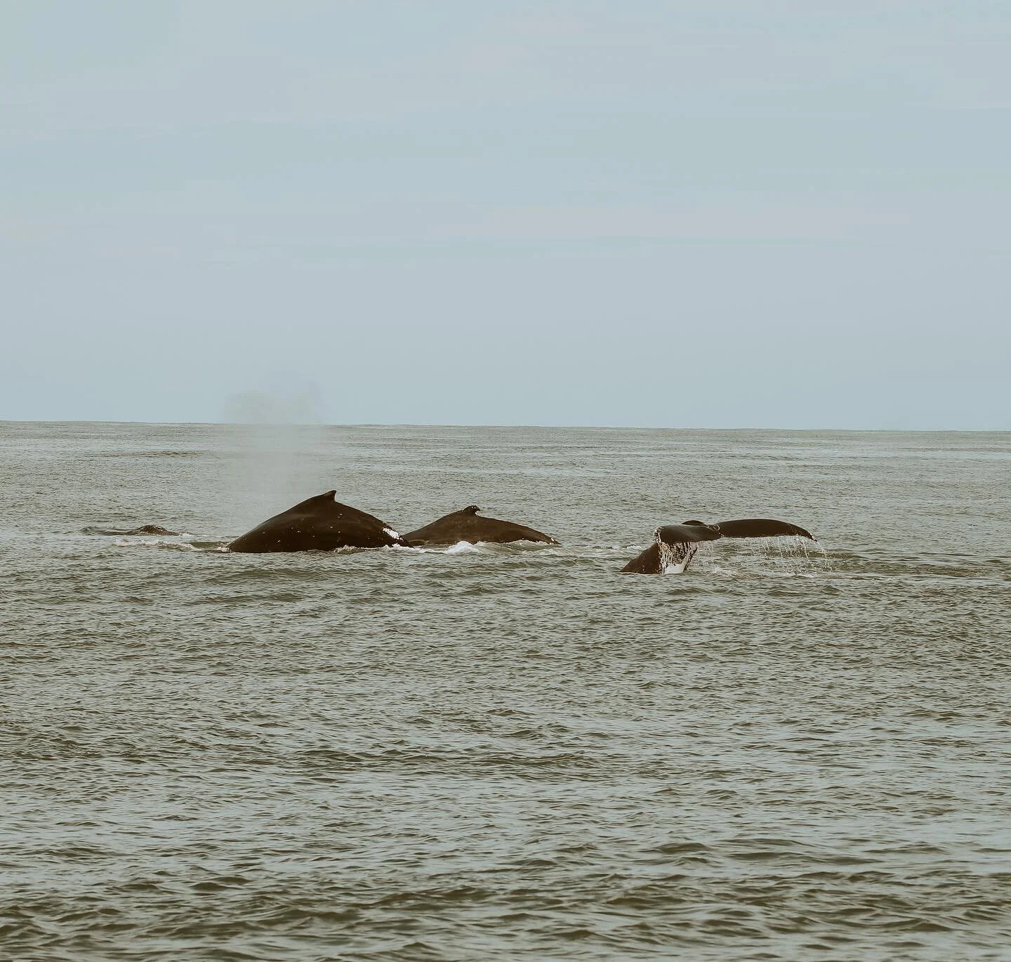 Amo Costa Rica y su magia 🐋
