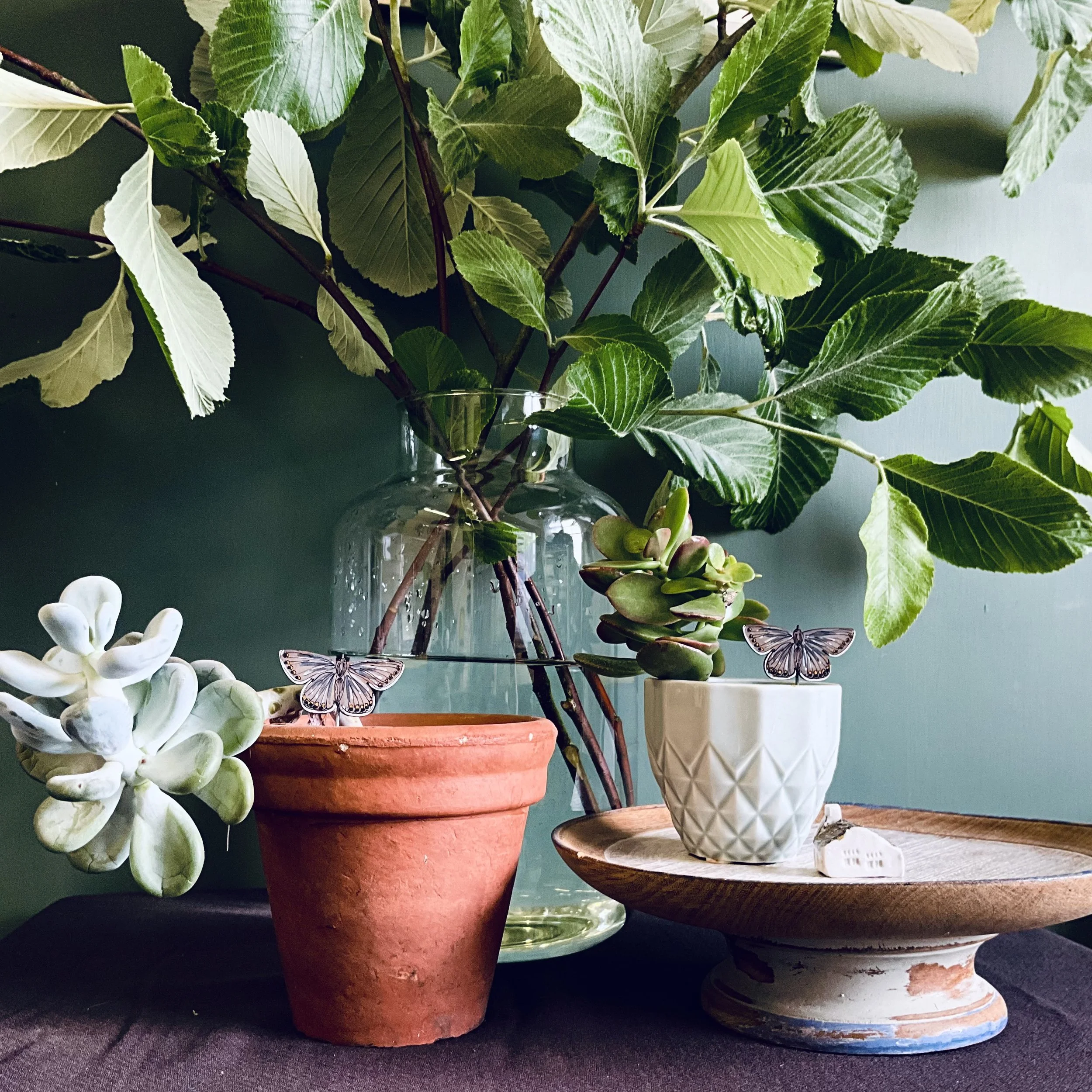 Lily Faith Common Blue Butterfly Plant Pot Companions