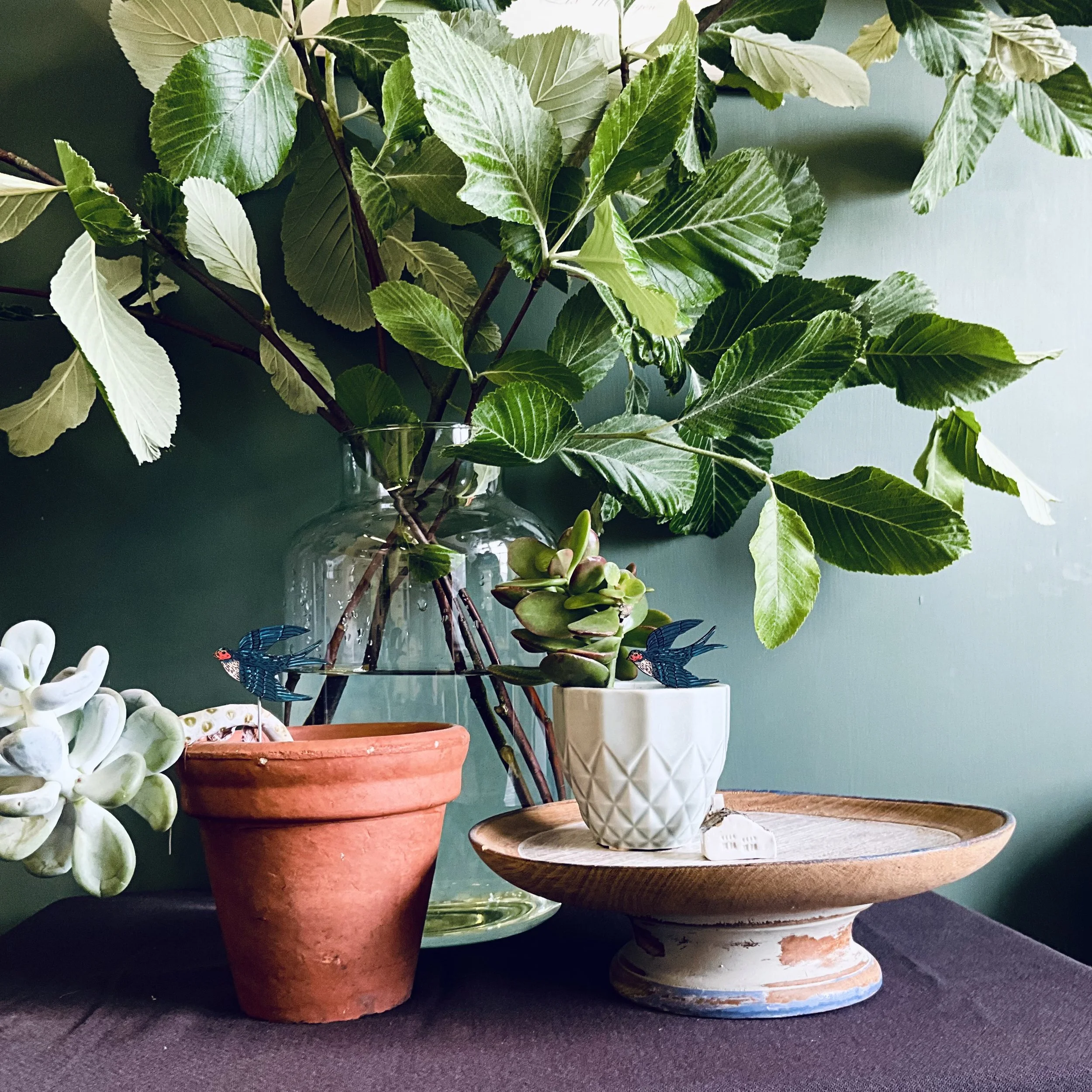 Swallow plant pot companions.jpeg