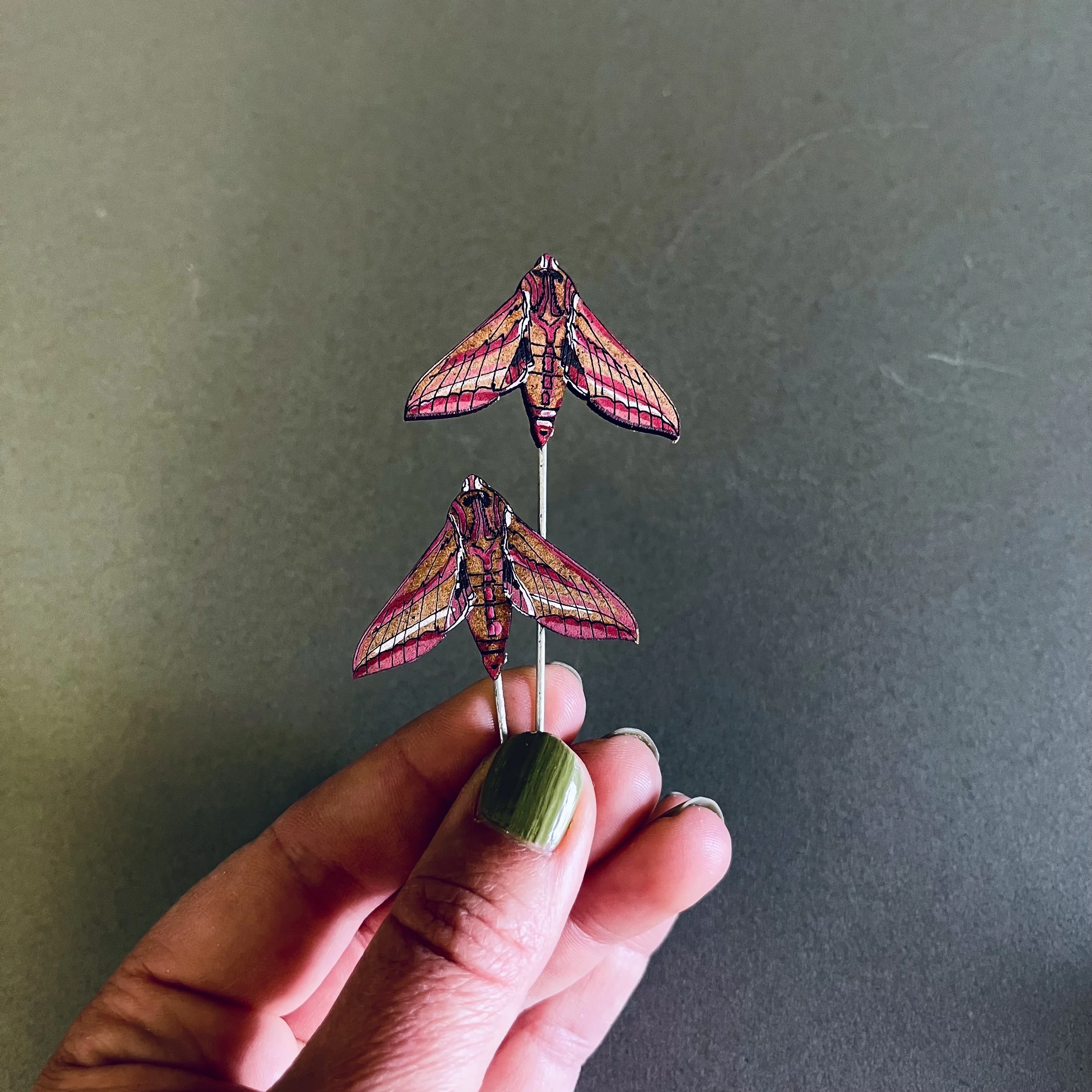 Elephant Hawk Moth Plant Pot Companions