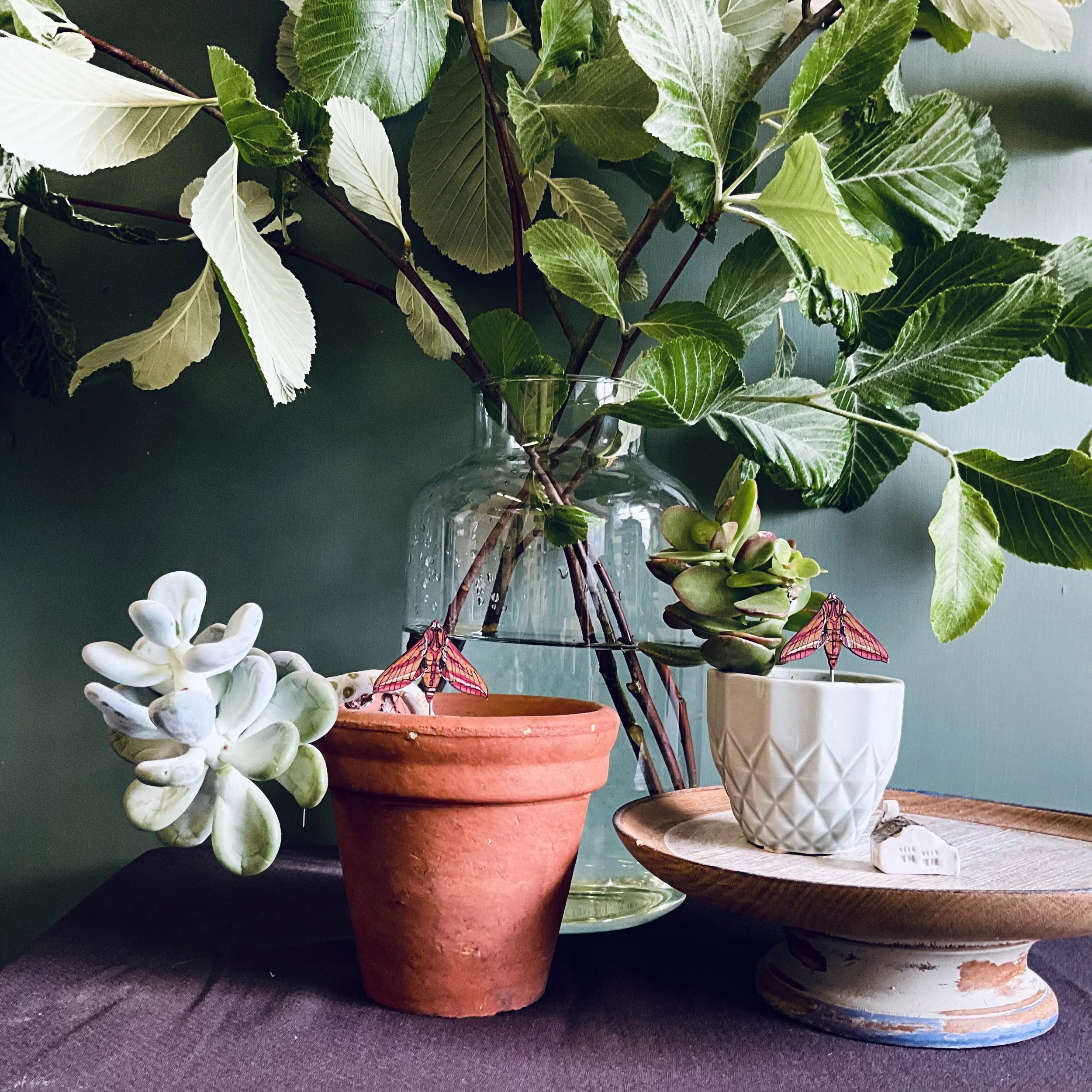 Elephant Hawk Moth Plant Pot Companions