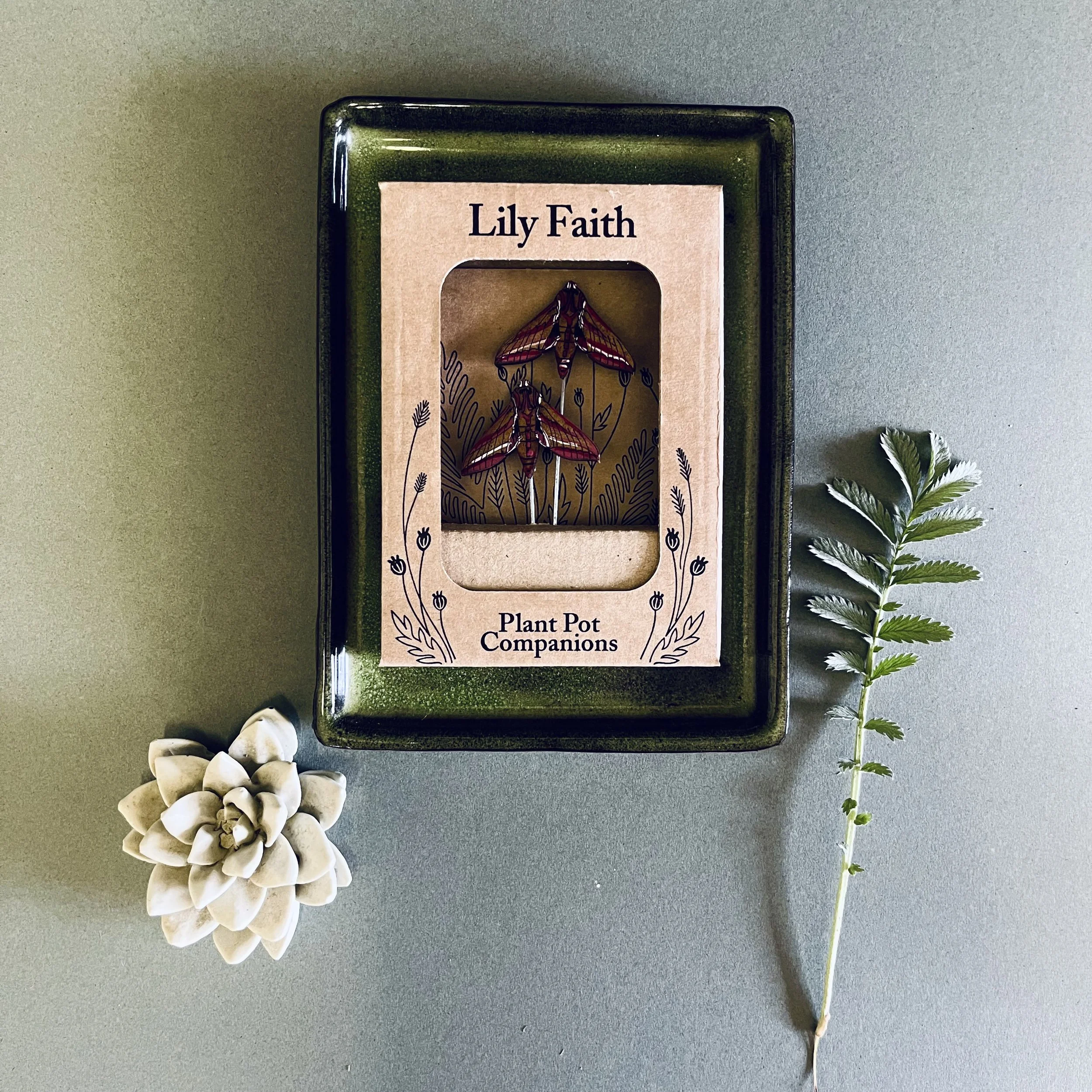 Lily Faith Elephant Hawk Moth Plant Pot Companions