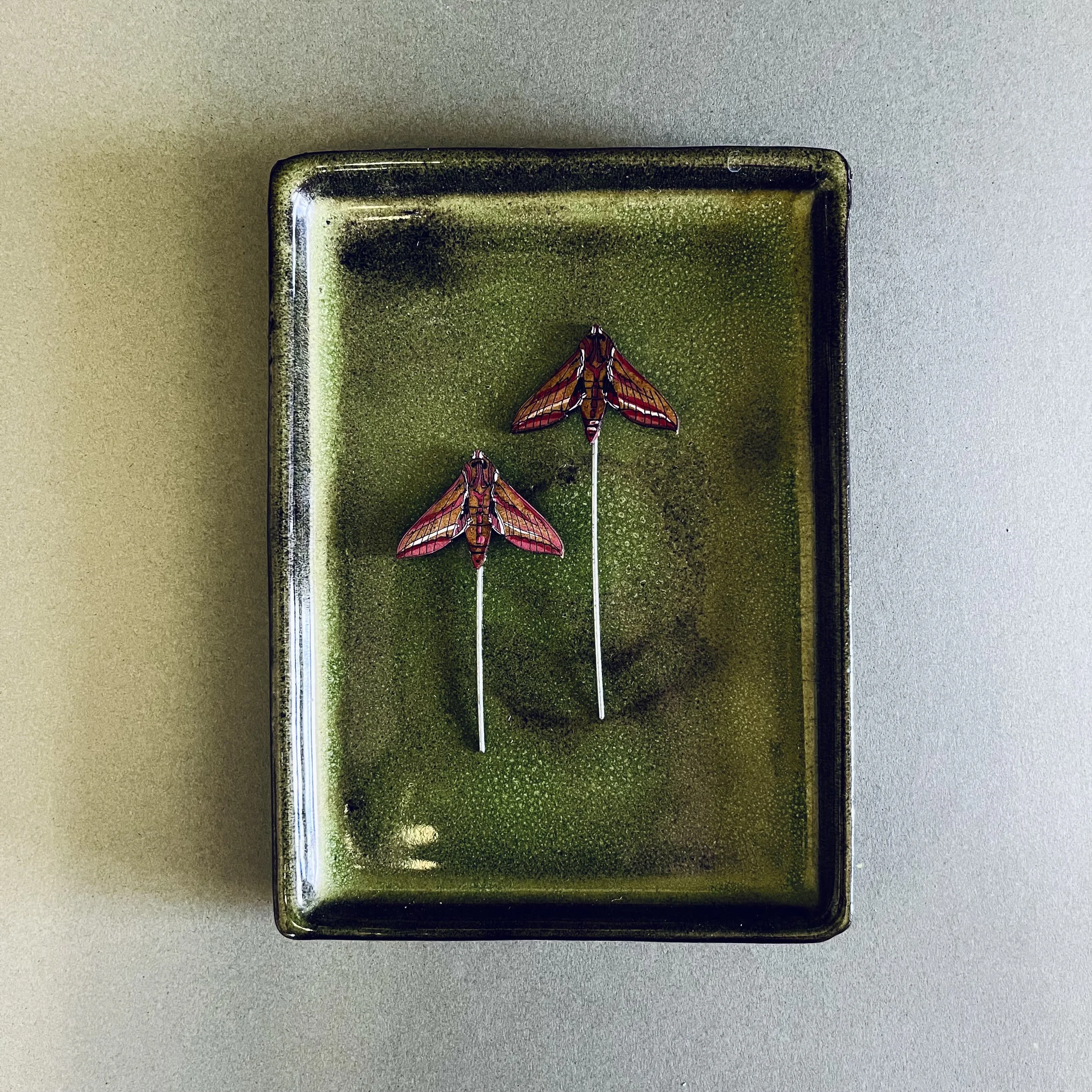 Lily Faith Elephant Hawk Moth Plant Pot Companions