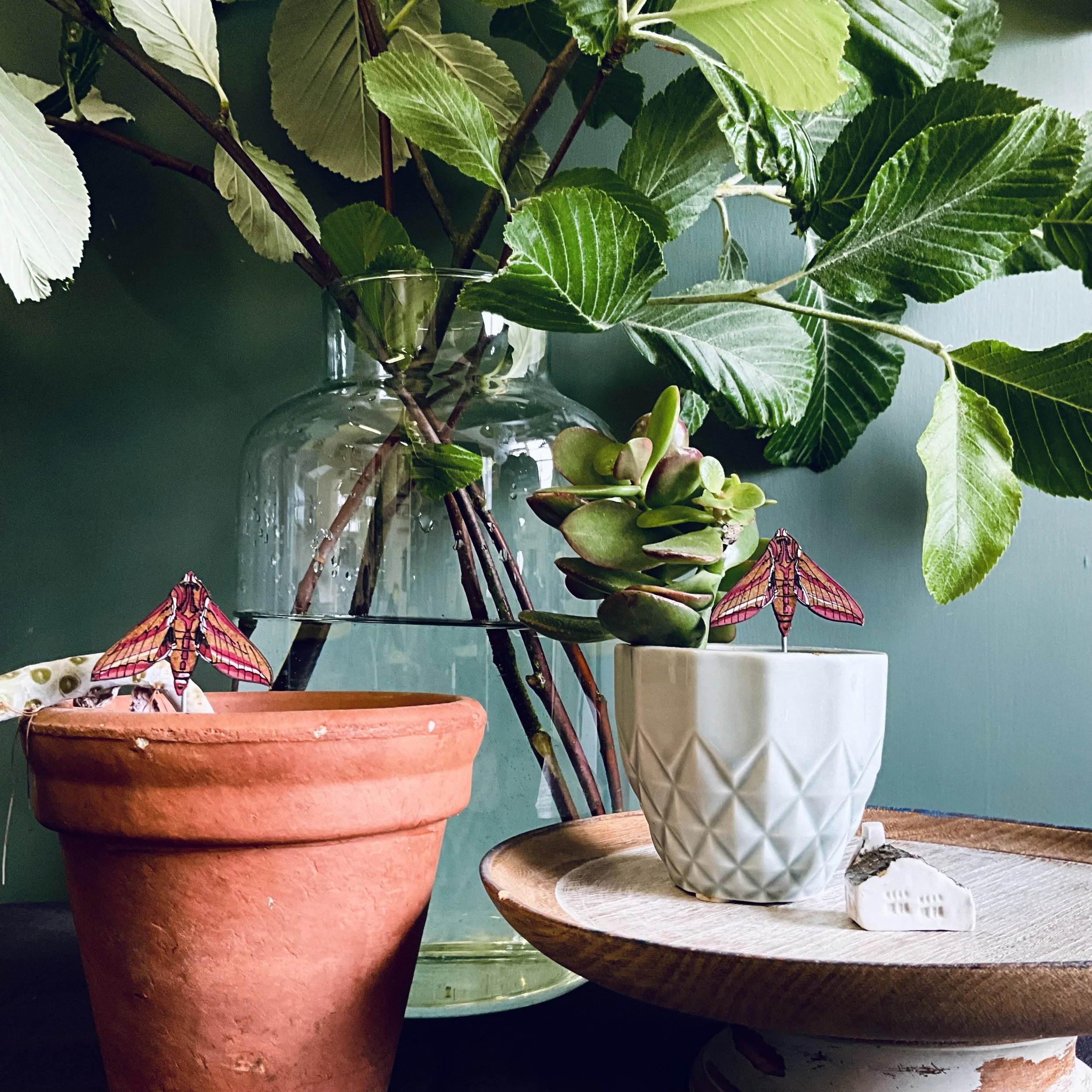 Lily Faith Elephant Hawk Moth Plant Pot Companions