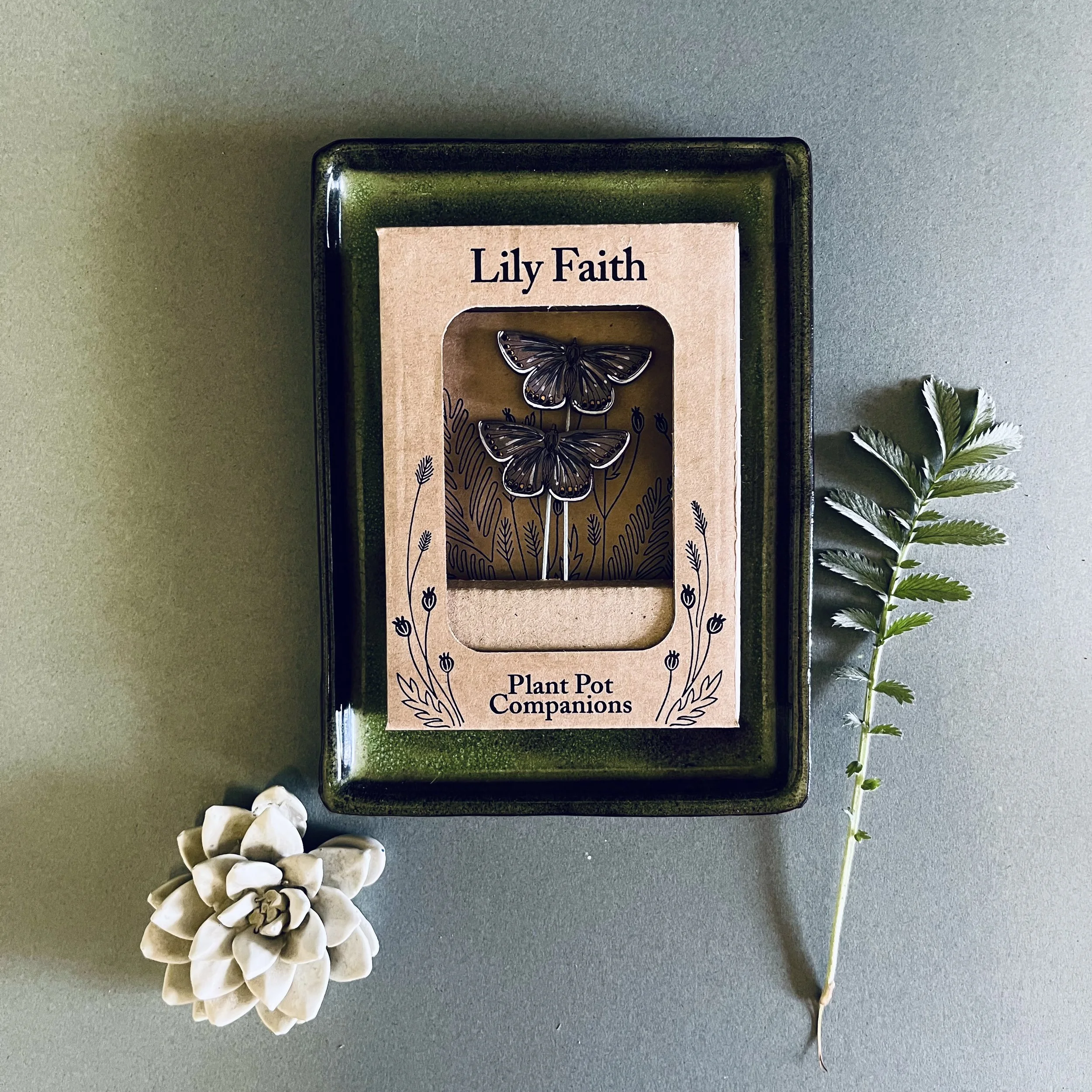 Lily Faith Common Blue Butterfly Plant Pot Companions