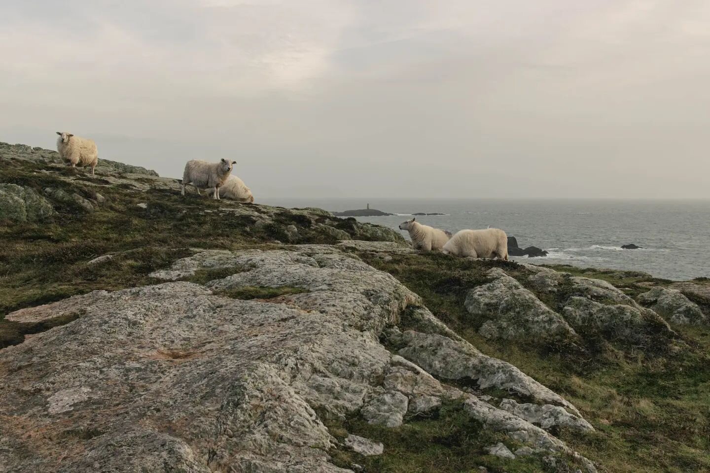 Coast walk with Floyd. Caught sight of many RAF Valley fighter pilots overhead. Made friends with the sheep and then Floyd helped me acquaint my entire self with the boggy mud. 
#rhoscolyn #holyhead #walescoastpath