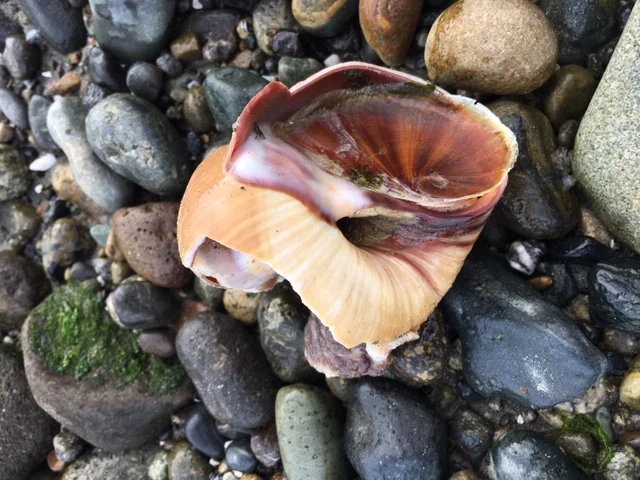 #1 “NEW” PineAweigh Adventures — 2019 “Moon Snails”