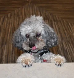 #24 TATWTD - GRIEF, the first of innumerable stages