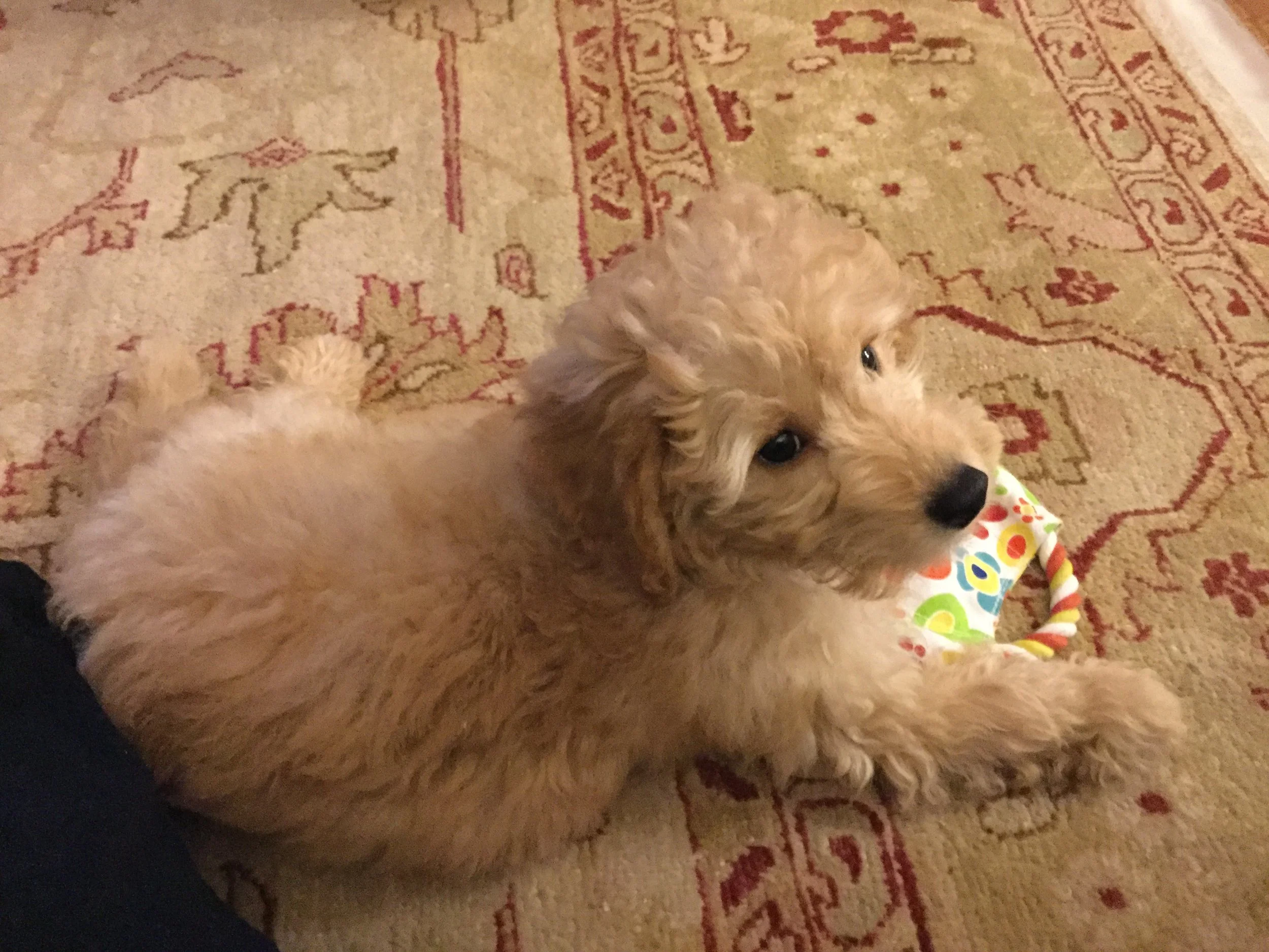 #2 PUPPY: EXTRA! EXTRA!