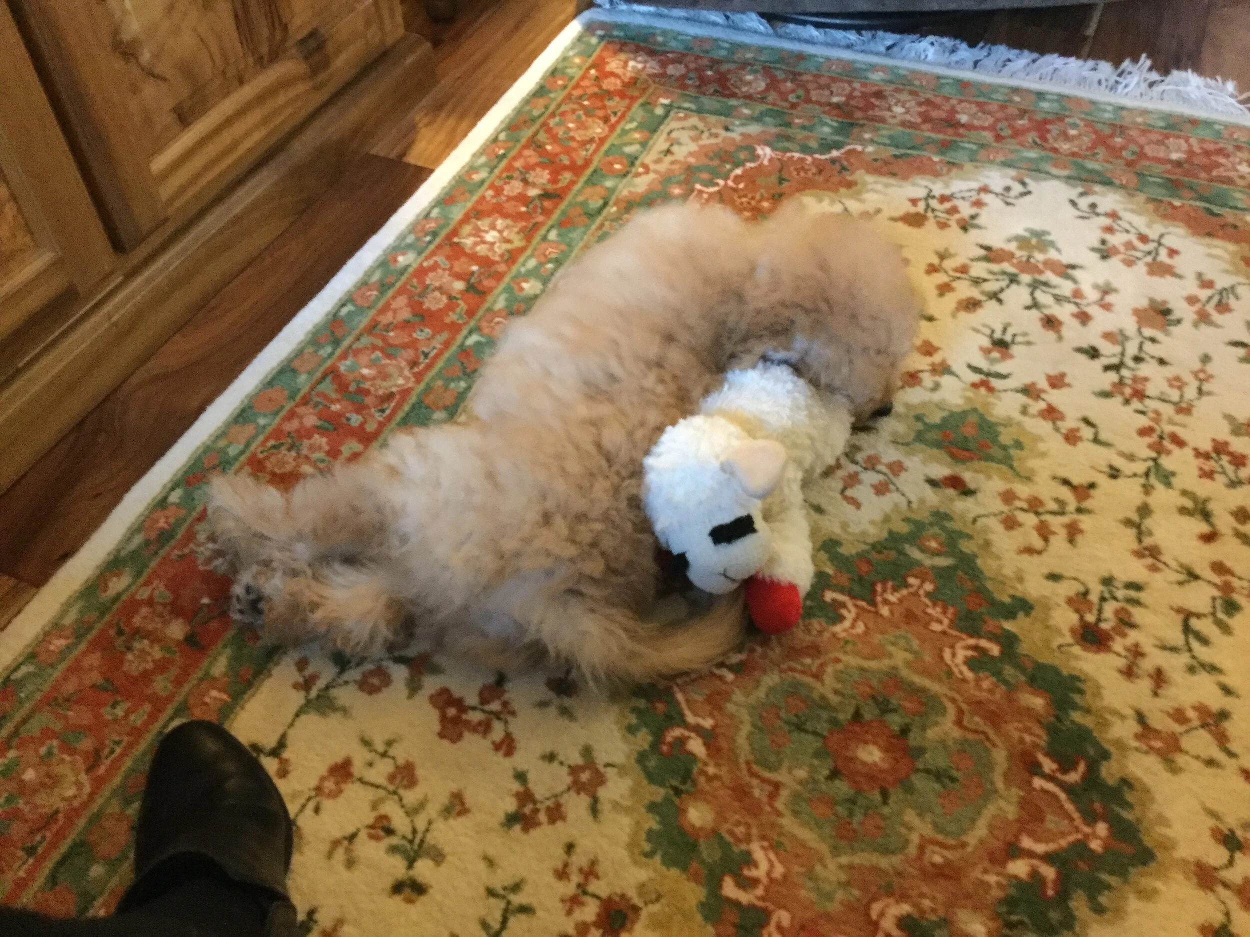 #3 PUPPY: MISCHIEF