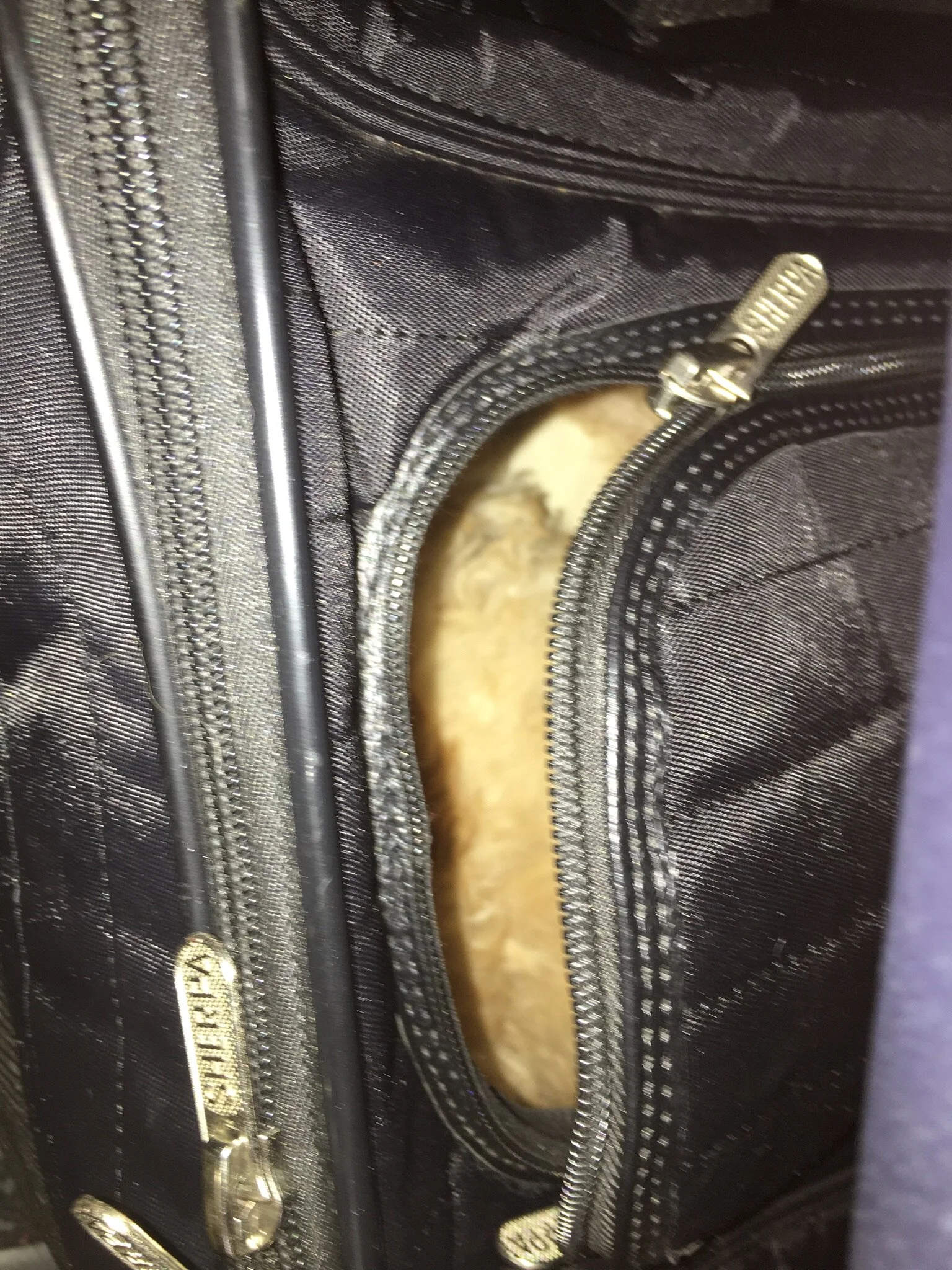 #5 PUPPY — TRAVEL TUESDAY