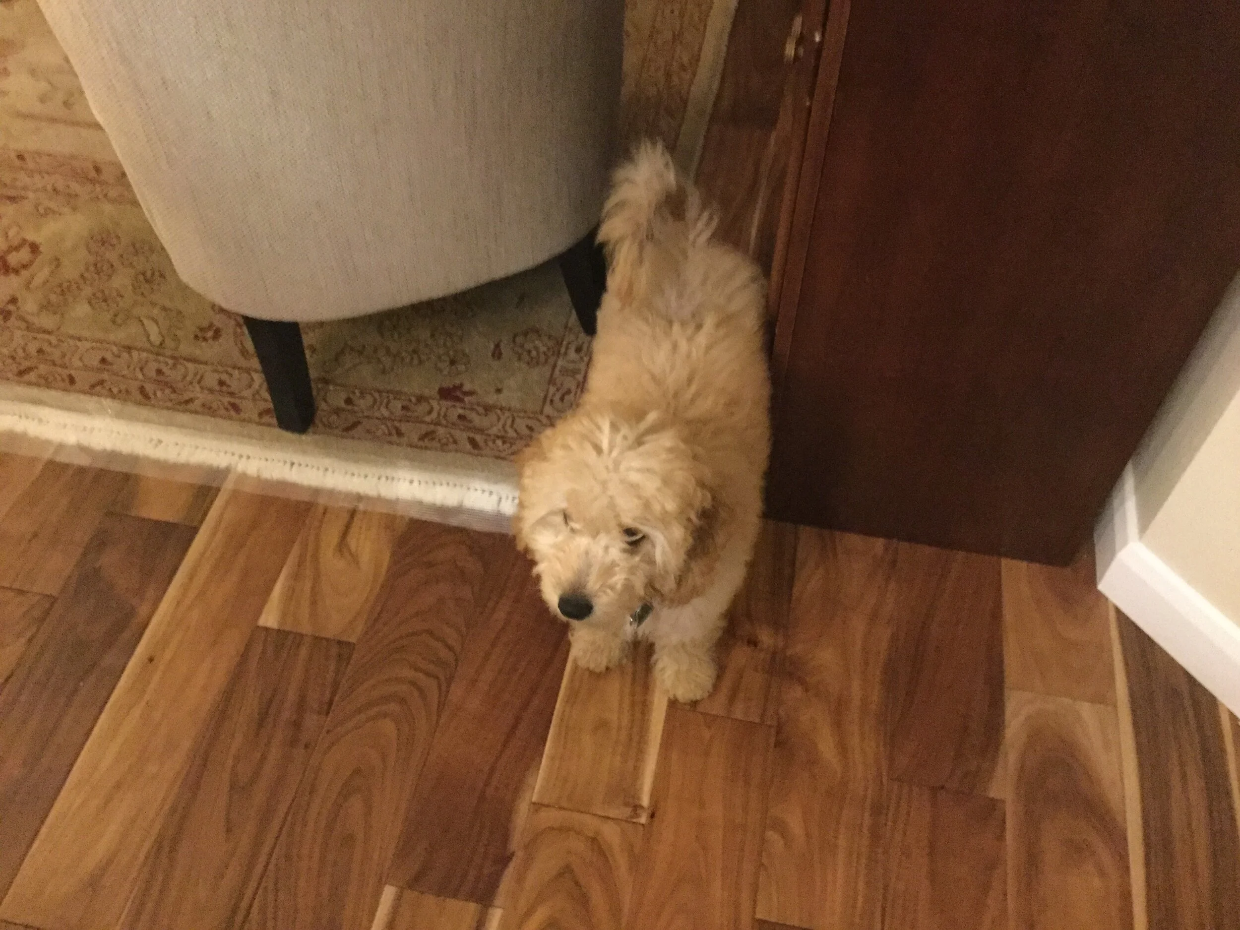 #7 PUPPY - SCOOTER SUBLIME'S TAIL