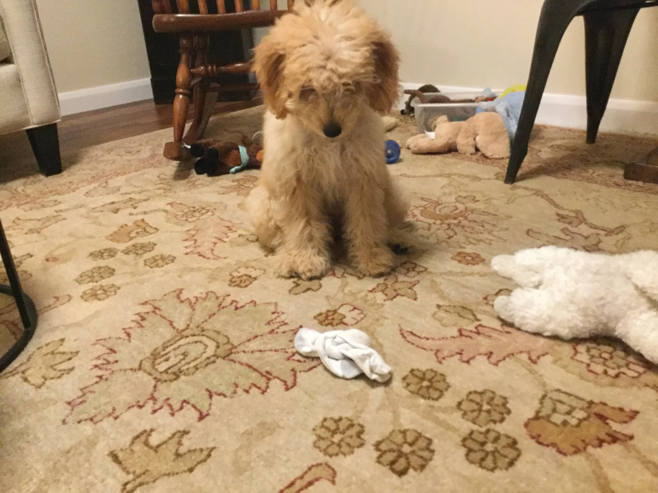 #8 PUPPY - APPEALING/APPALLING