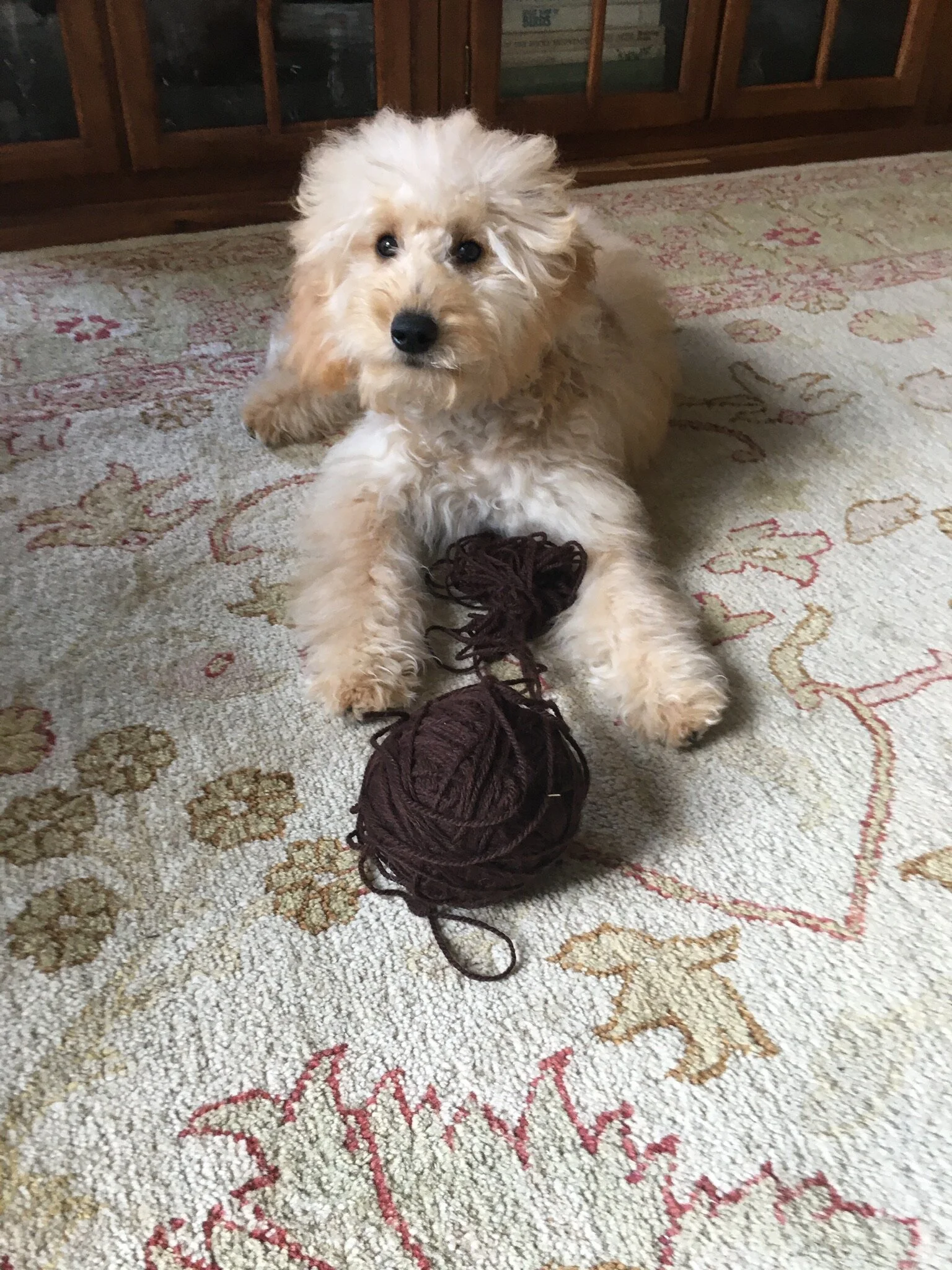 #12 PUPPY  "SCOOTER, NO!"