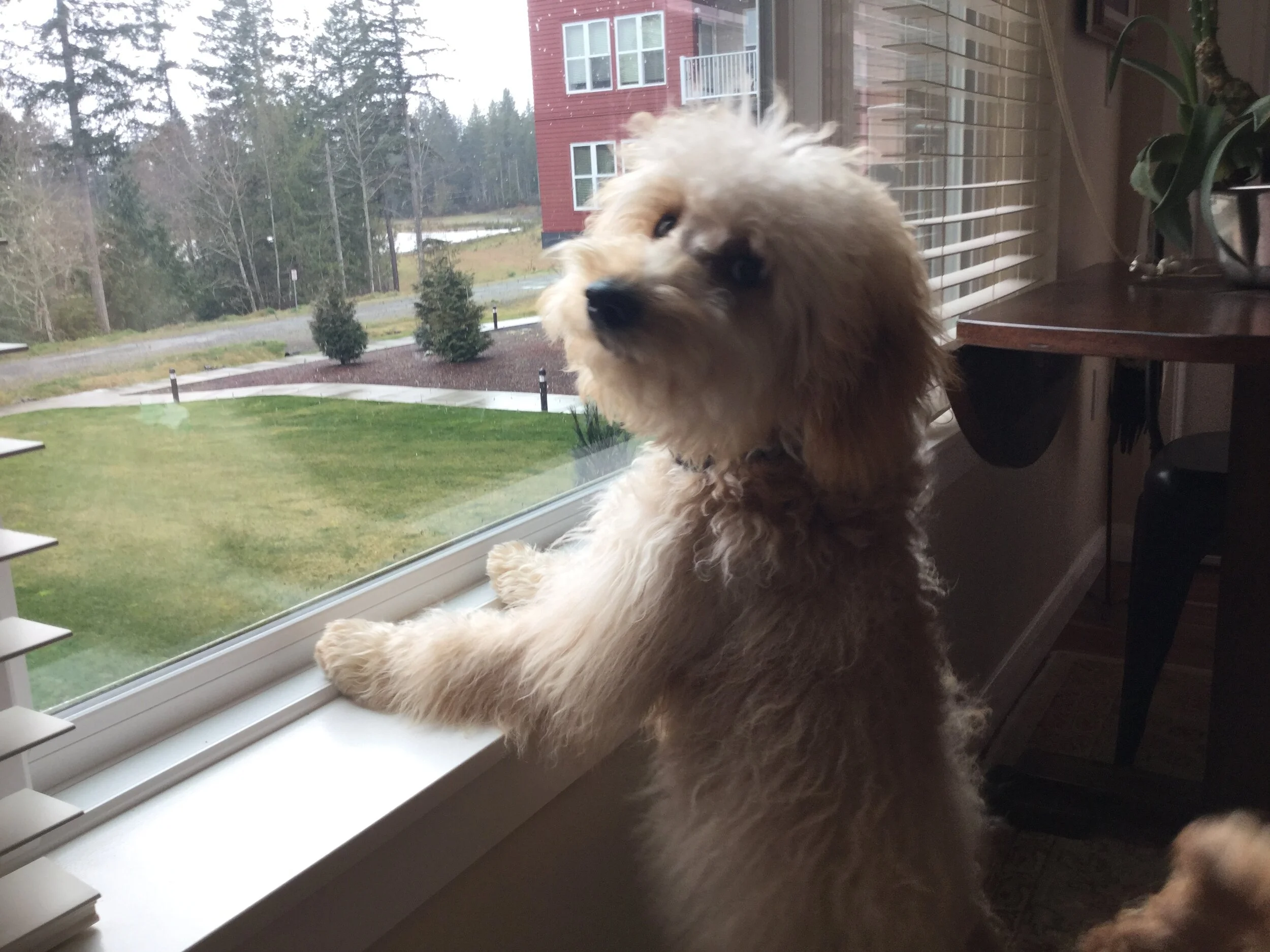 #13 PUPPY - AN ANIMAL ACCOMMODATED