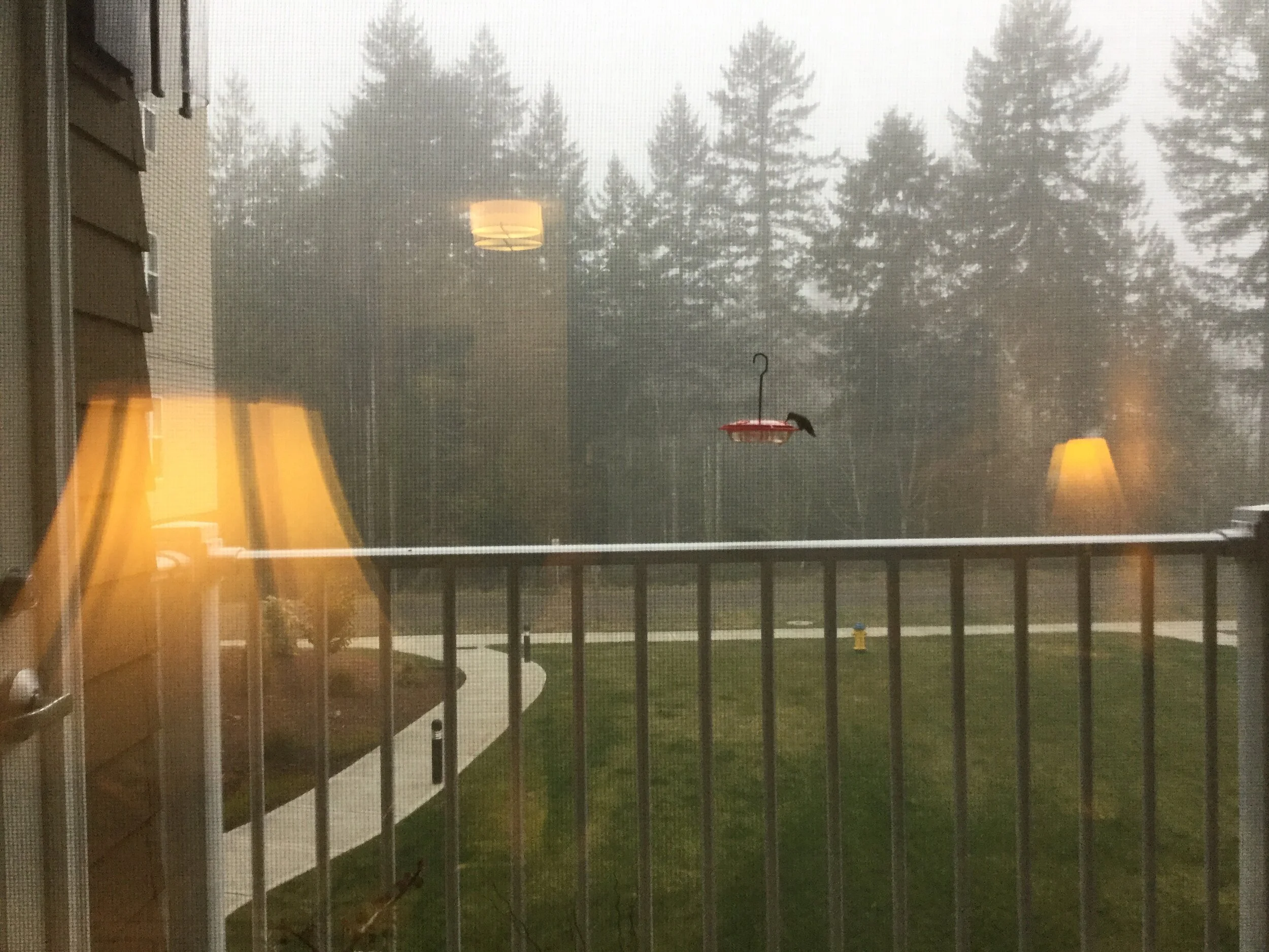 Covid-19 and Curiosity - A Morning's Observation