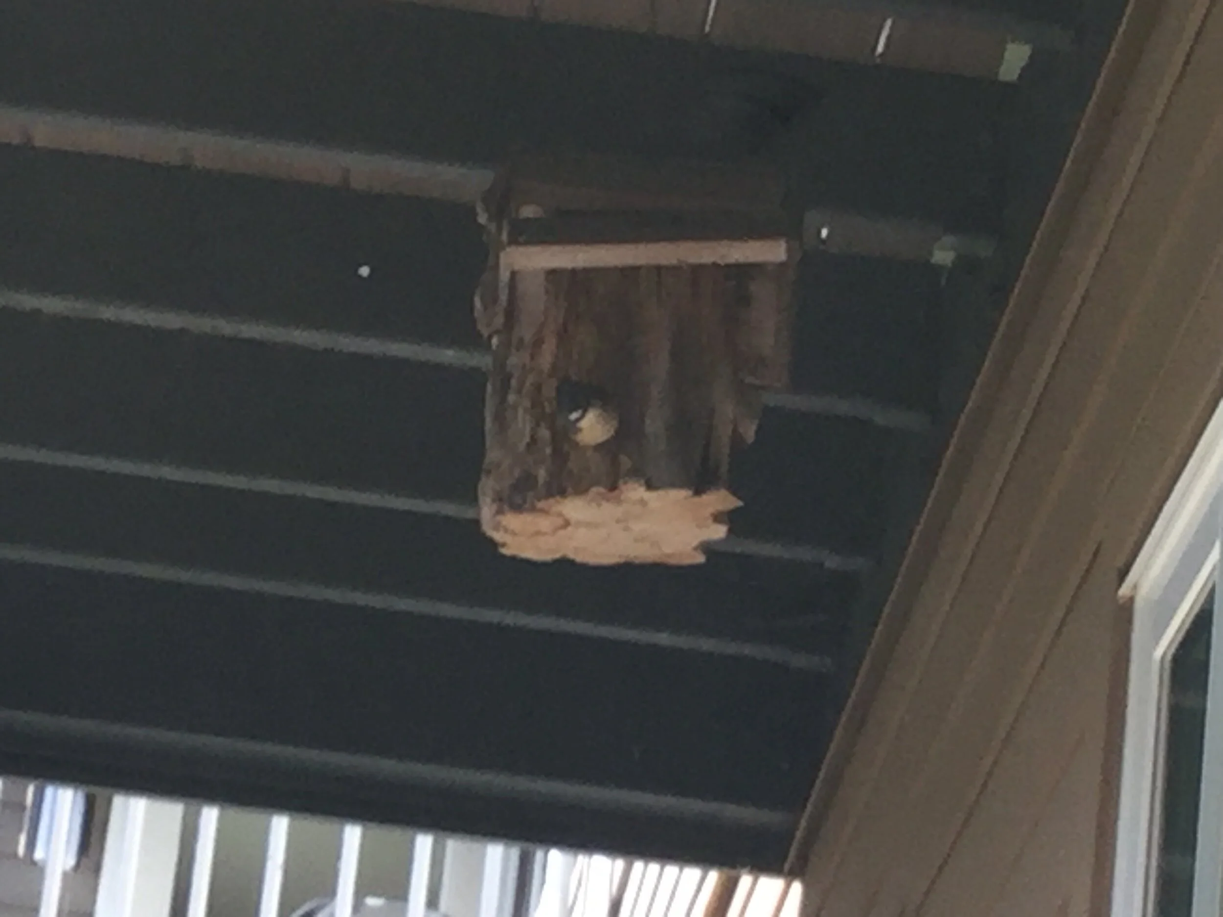 WRENS AND NUTHATCHES AND TAKING A CHANCE