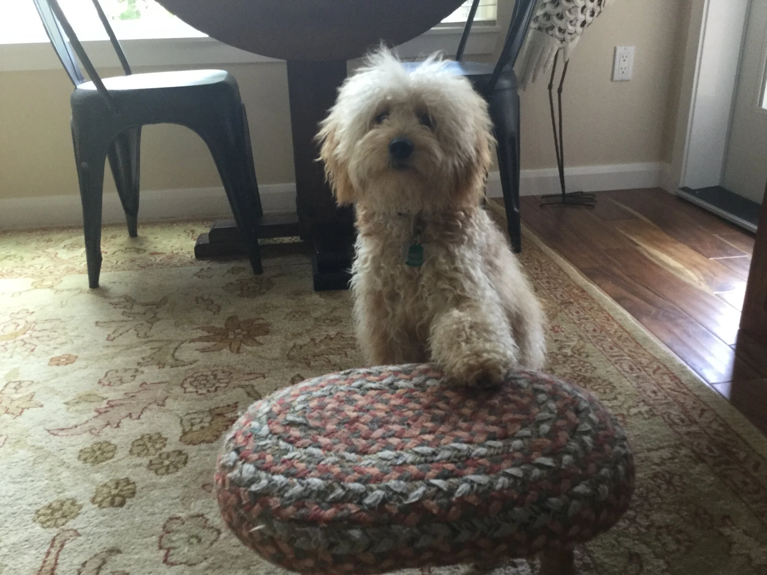 #16 PUPPY — CORRECTION