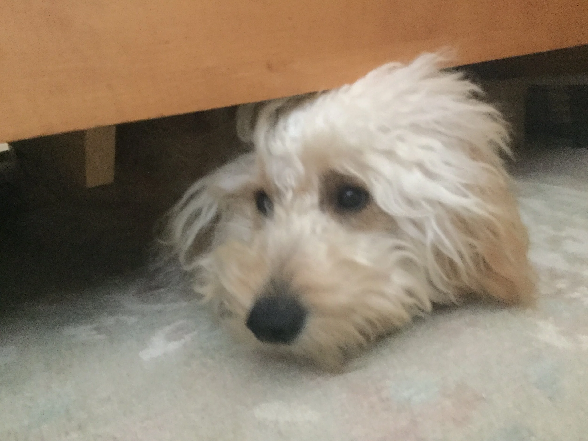 #17 PUPPY - A THIN PLACE