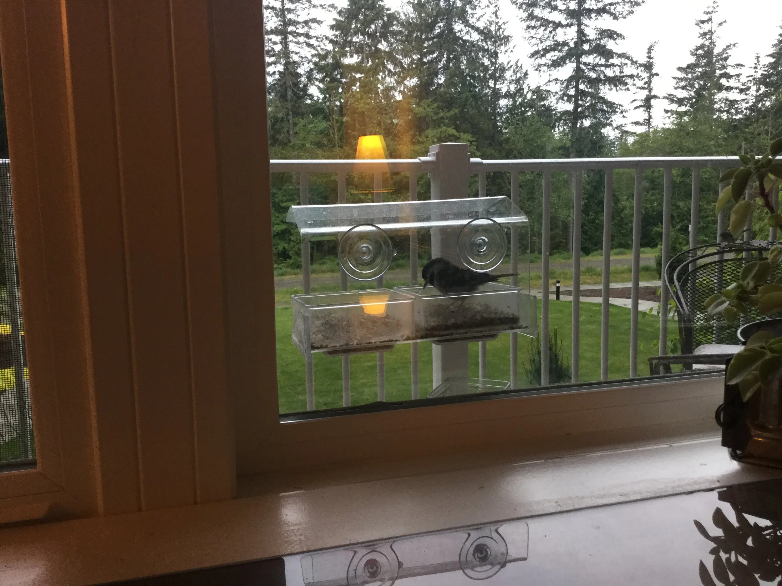 #18 PUPPY - BUT ABOUT A BIRD