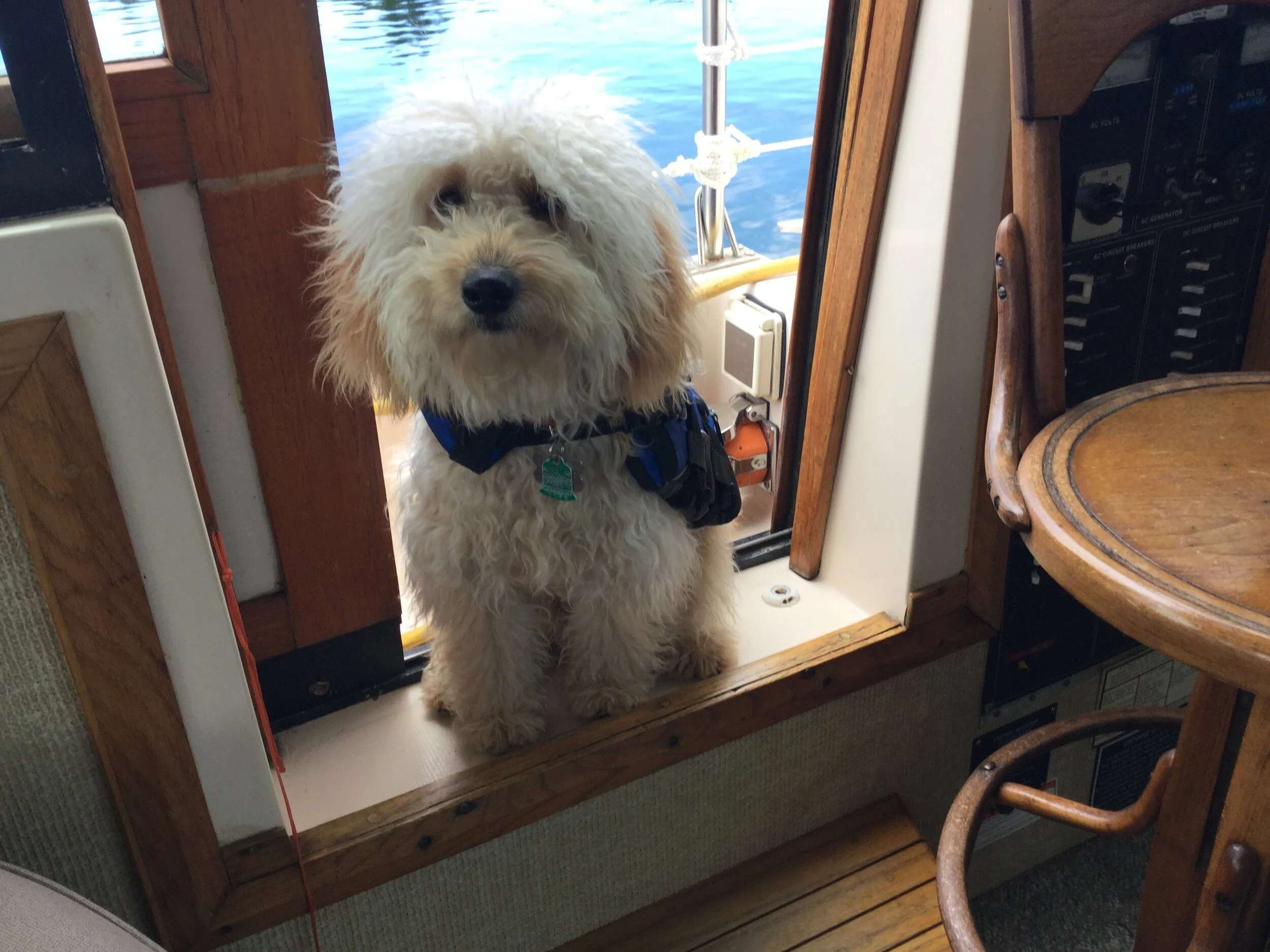 #19 PUPPY - FIRST CRUISE