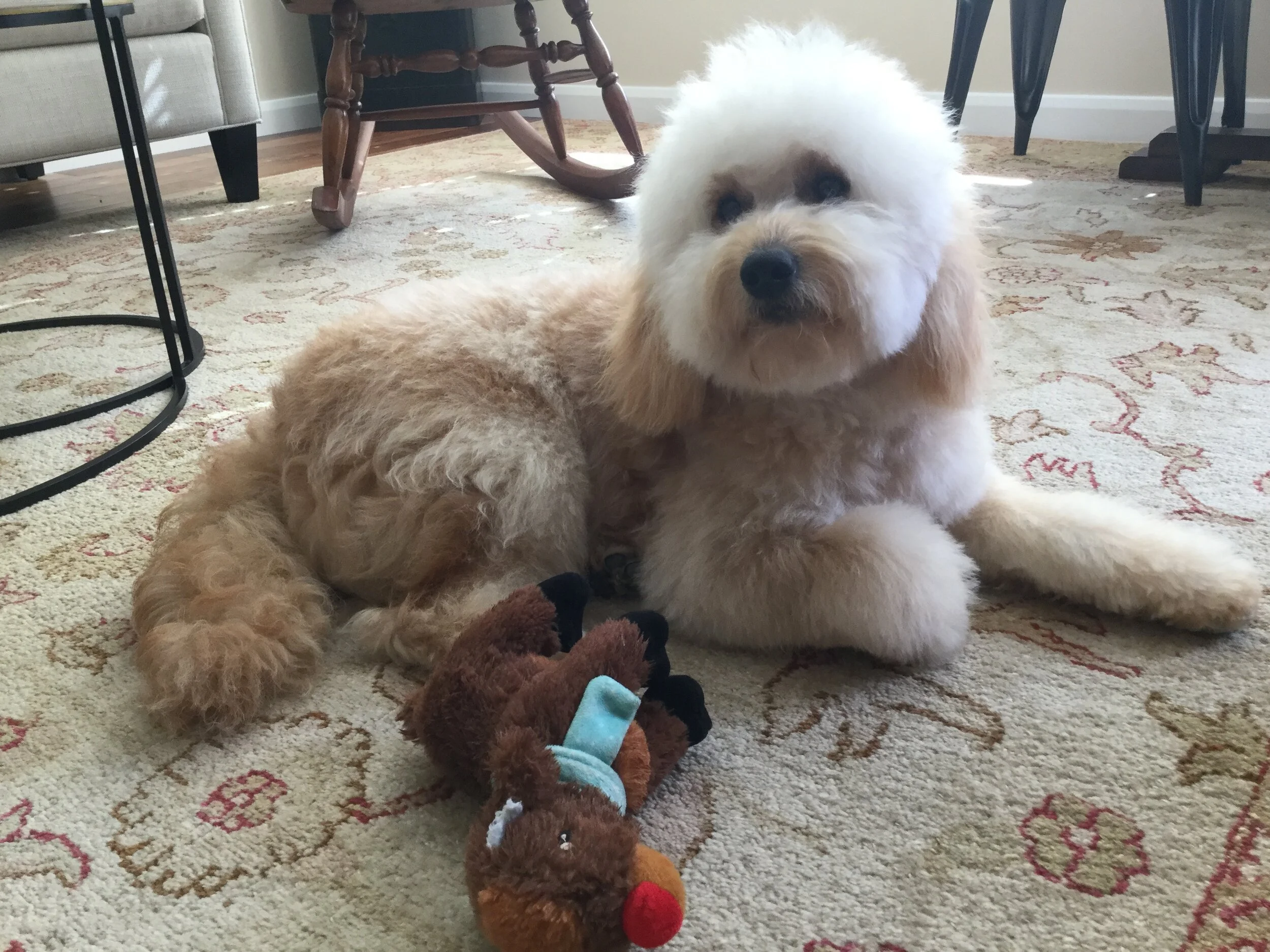 #20 PUPPY -- SURGERY