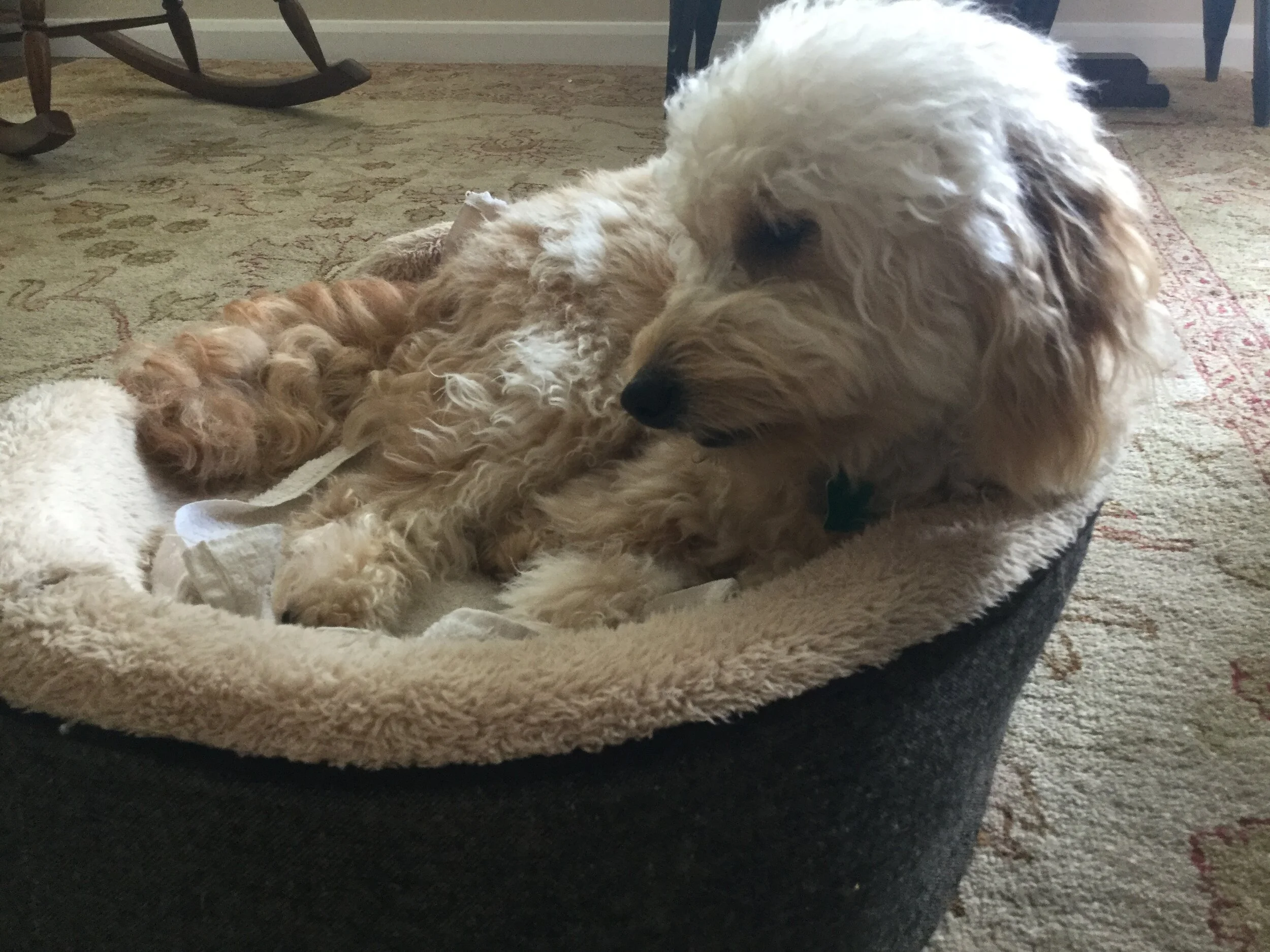 #21 PUPPY -- POST-OP