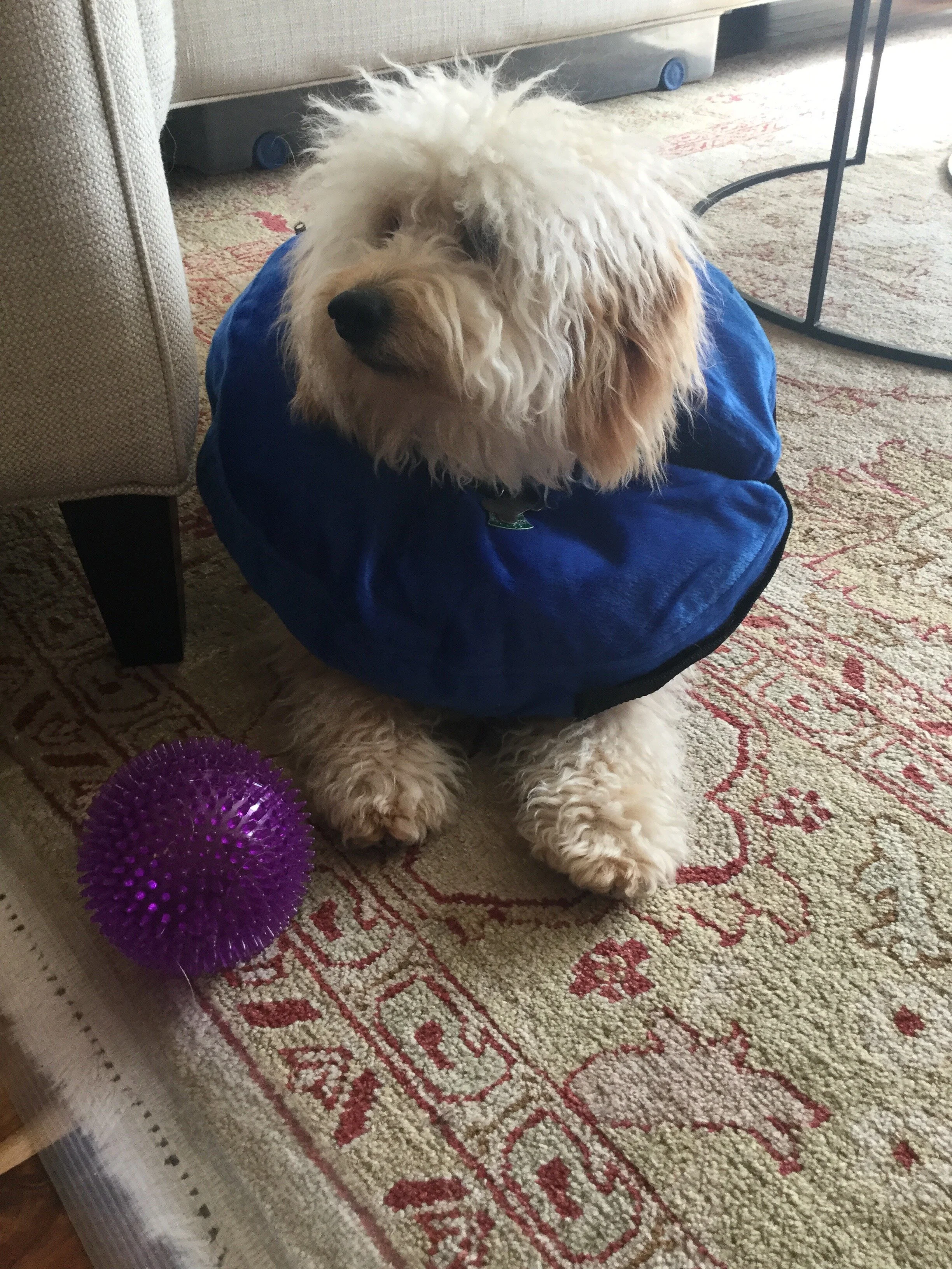 #22 PUPPY - Independence Day