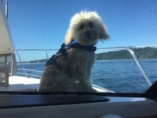#23 PUPPY --Scooter's First Real Cruise Aboard PineAweigh