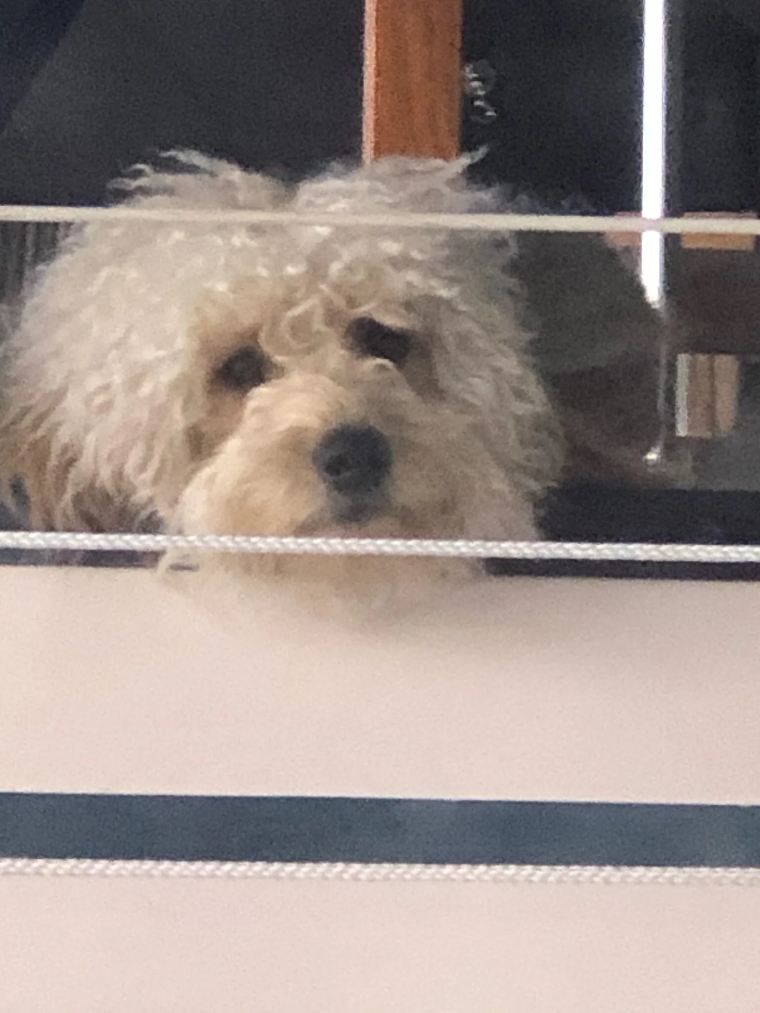 #24 PUPPY — LET’S GET SERIOUS