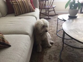 #26 PUPPY -- A STEAK, A MISTAKE