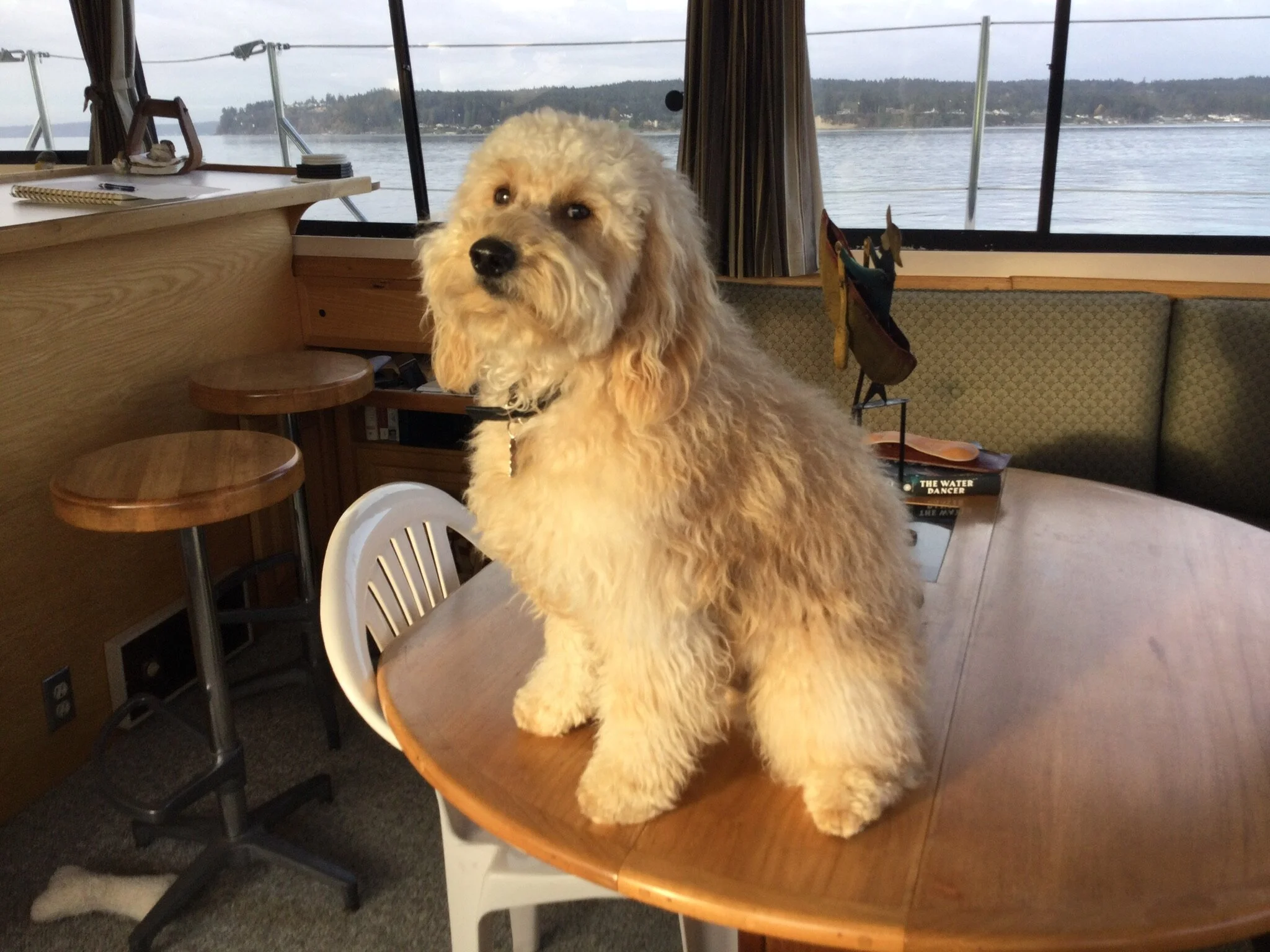 #27 PUPPY -- WHAT'S THAT? 