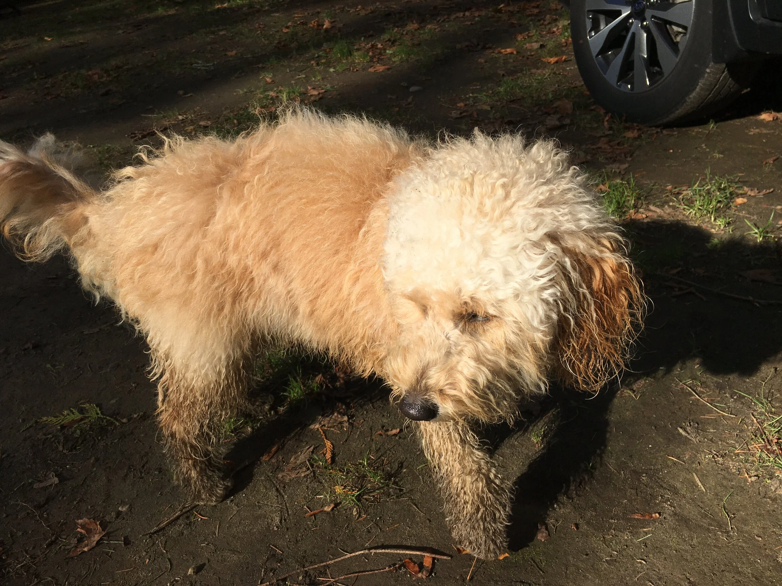 #28 PUPPY -- MUD.  So Very Worth It