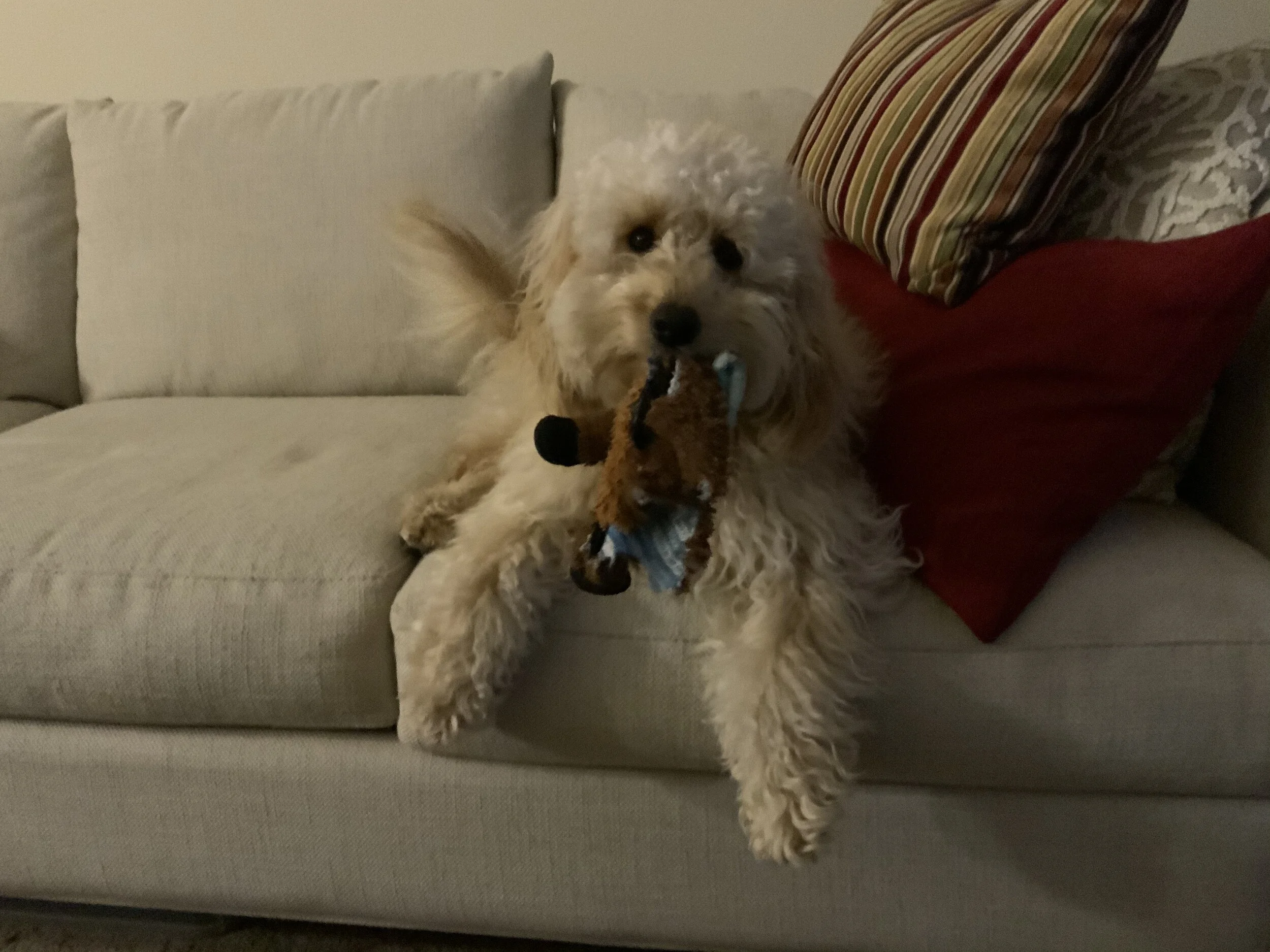#30 PUPPY - Christmas Eve Mistakes