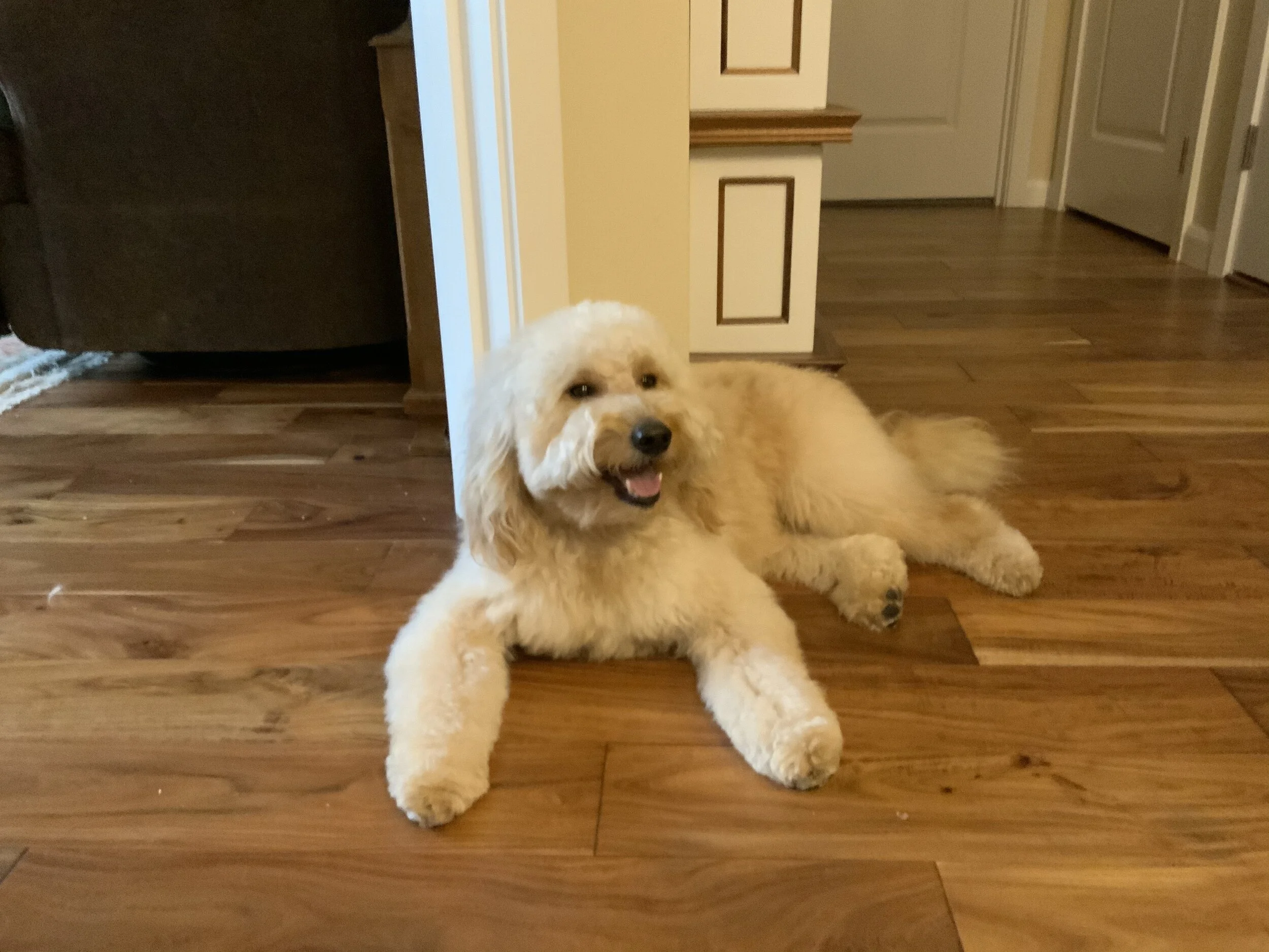 #31 PUPPY - SCOOTER SUBLIME, A TRICKY TEEN