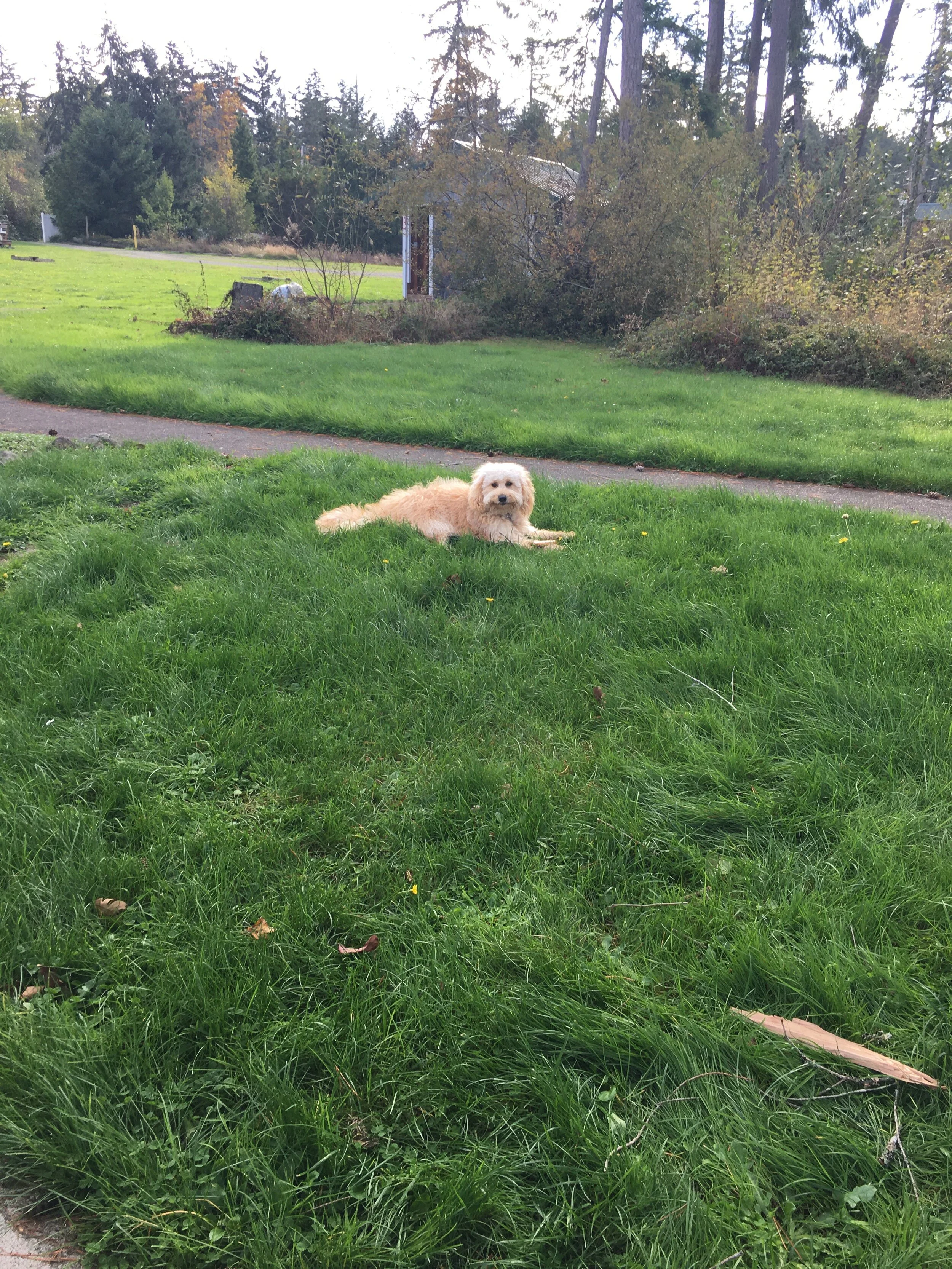 #32 PUPPY — SCOOTER’S GOT A LESSON FOR US