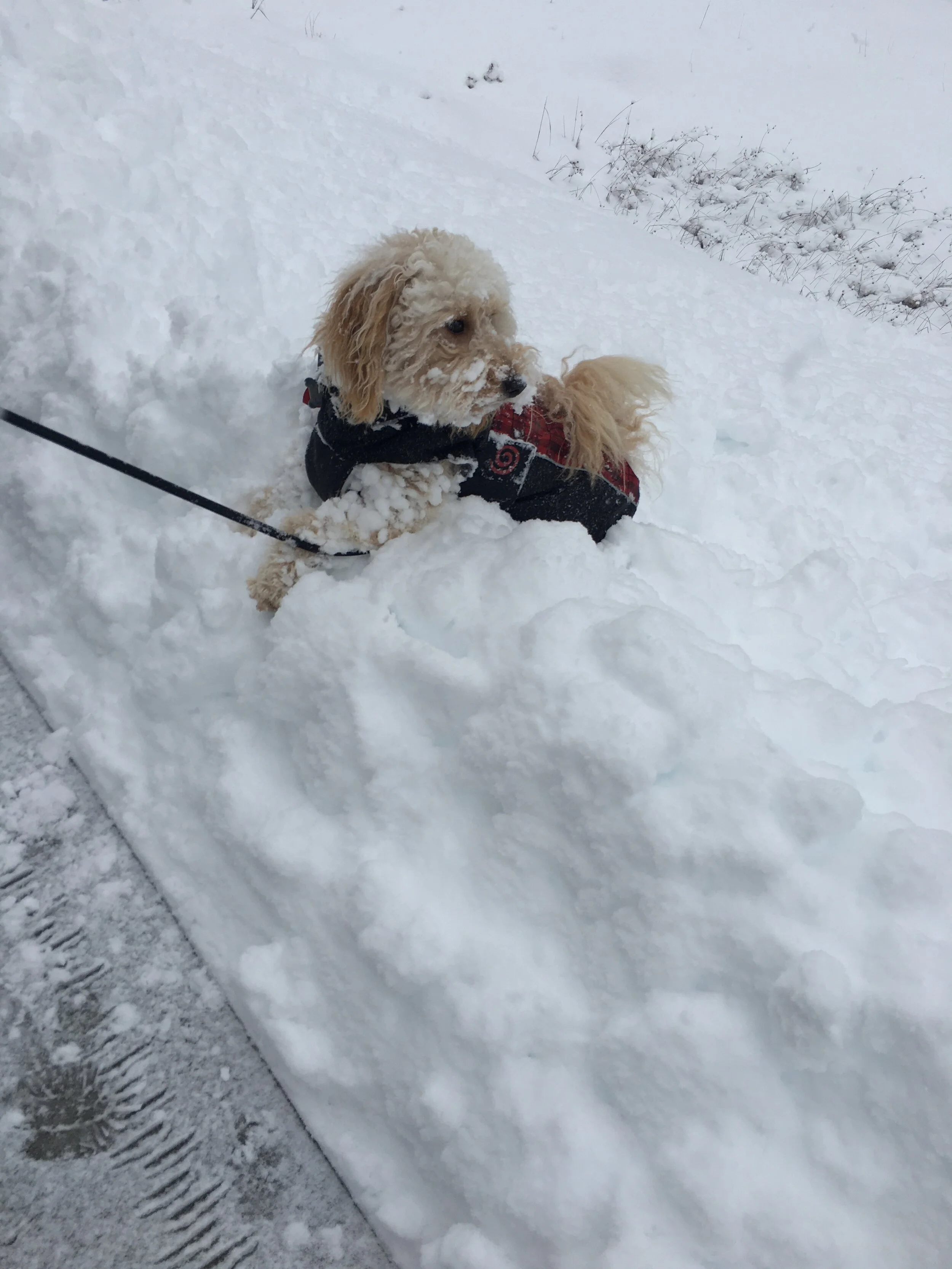 #33 PUPPY - SCOOTER'S SNOW DAY