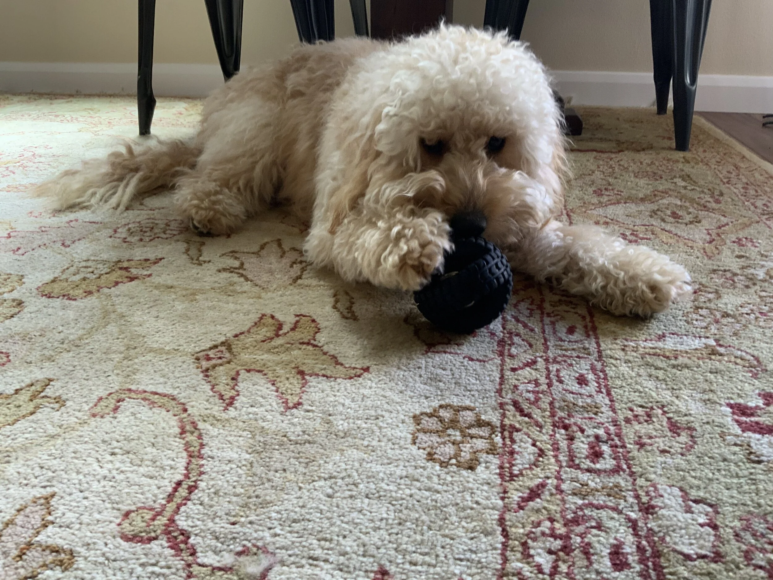 #34 PUPPY -- A PRINCE, A PUP, AND A PURPOSE