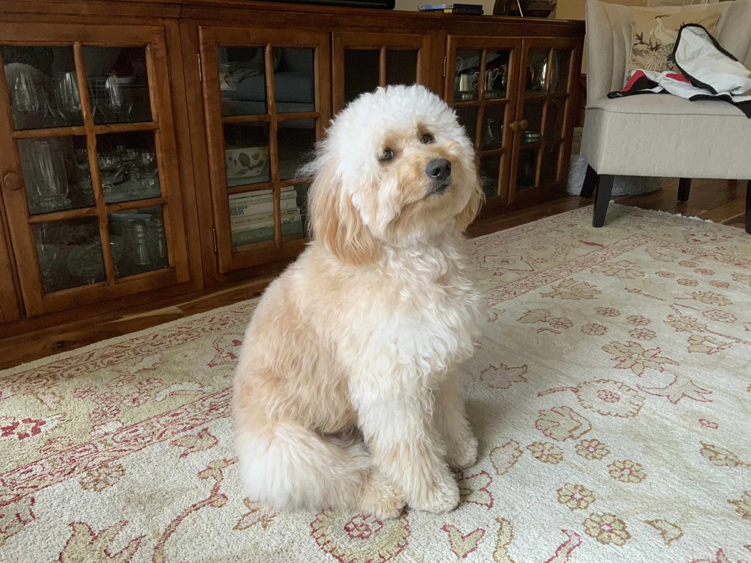 #35 PUPPY -- WE'RE WORKING ON IT