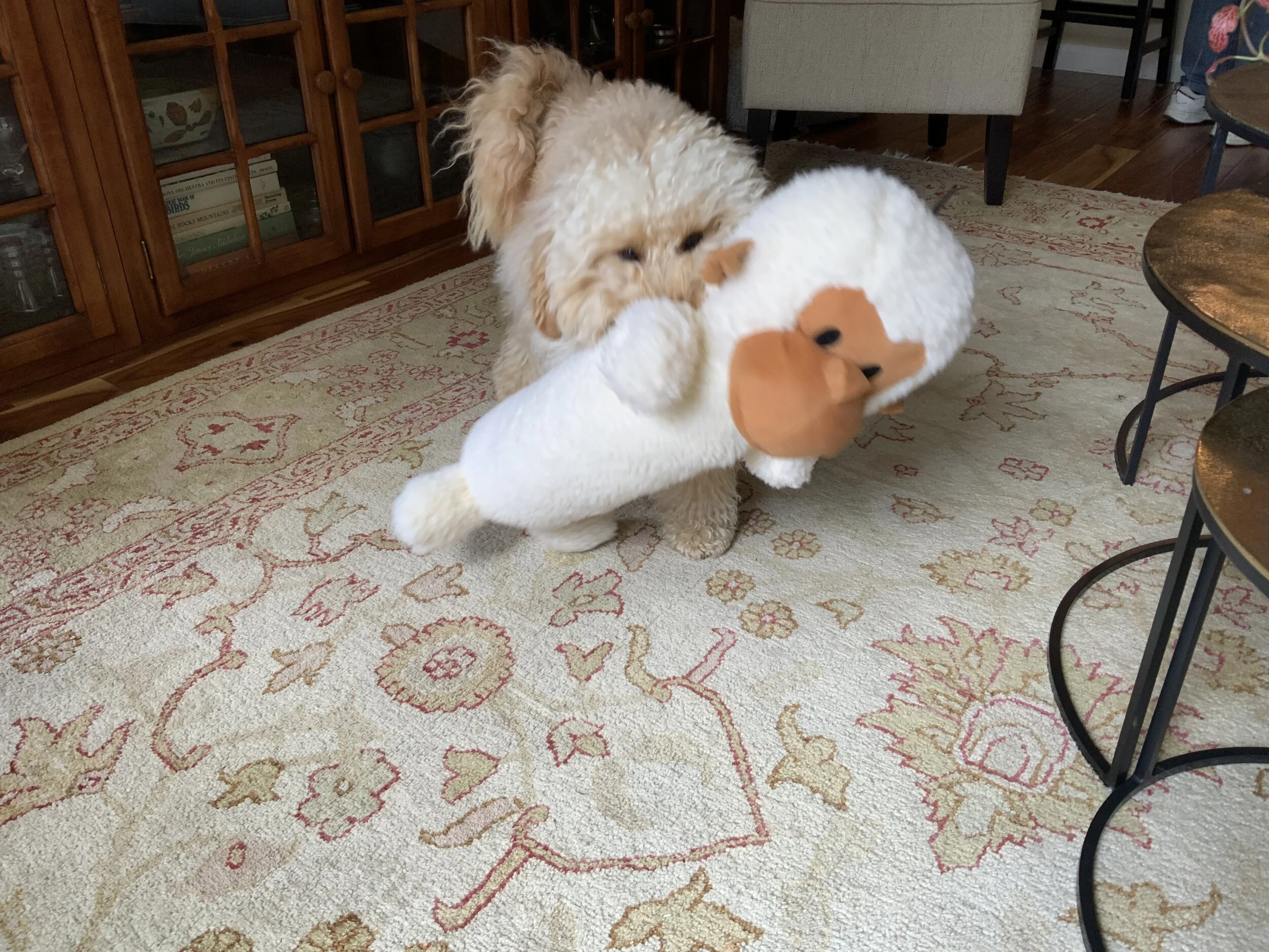 #36 PUPPY -- MONKEY BUSINESS