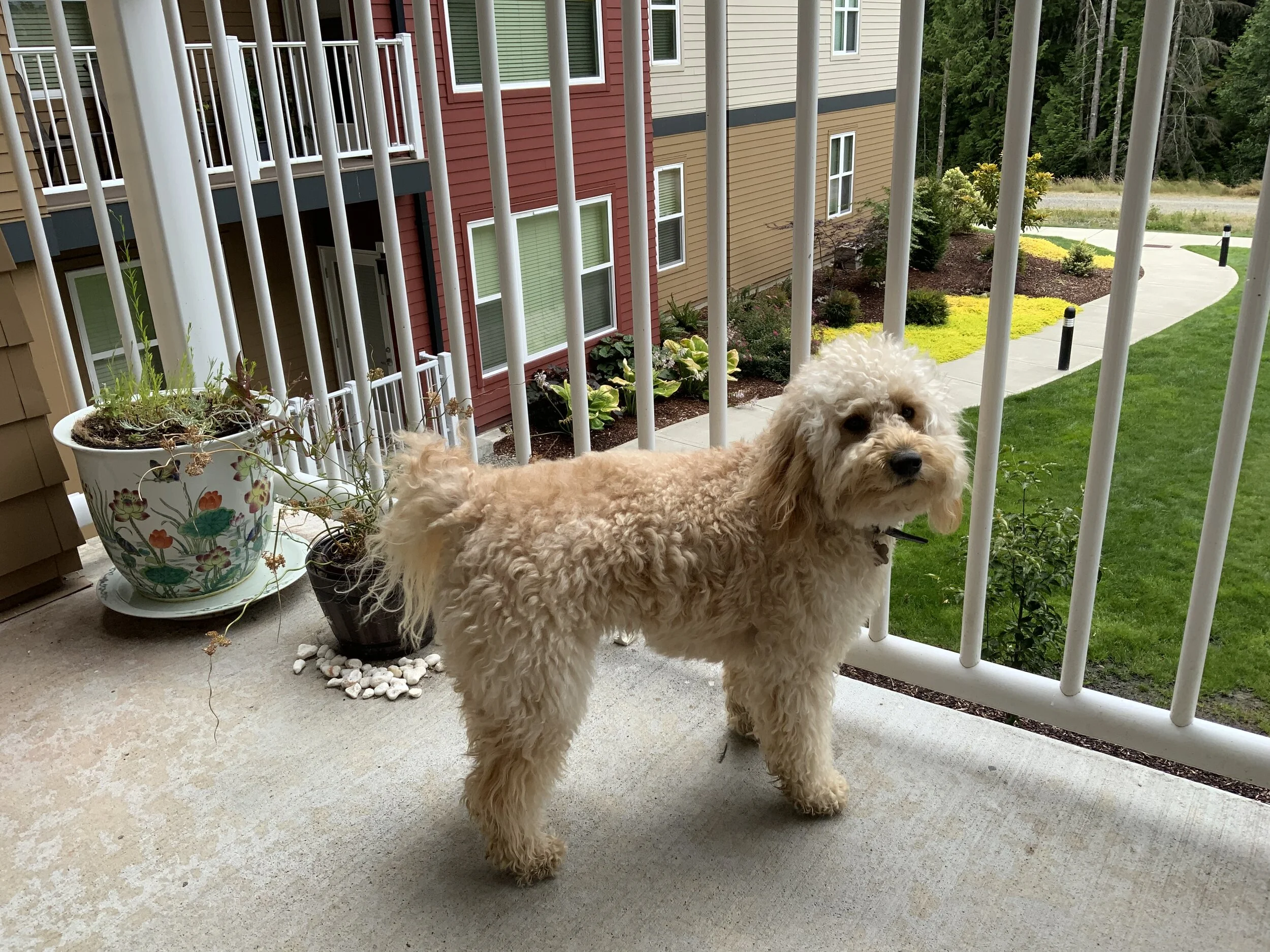 #39 PUPPY – TWO FAULTS AND A FACT