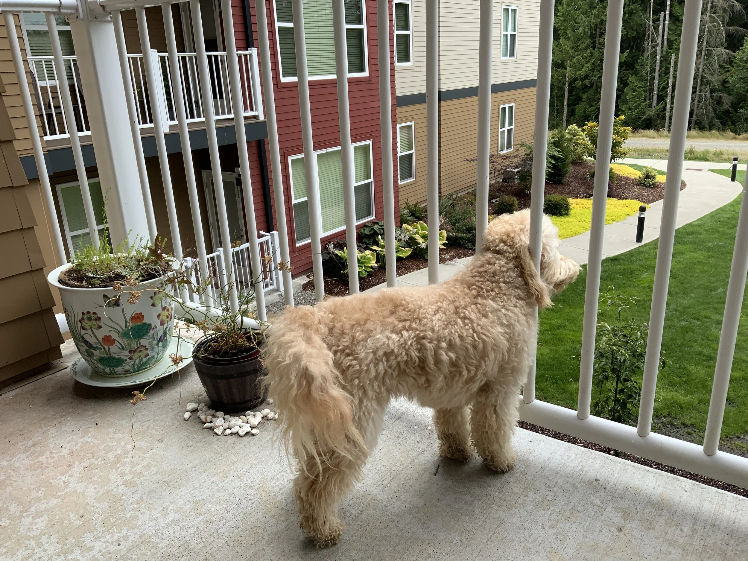 Look for #39 PUPPY. . . Somehow, notice of it didn’t get published