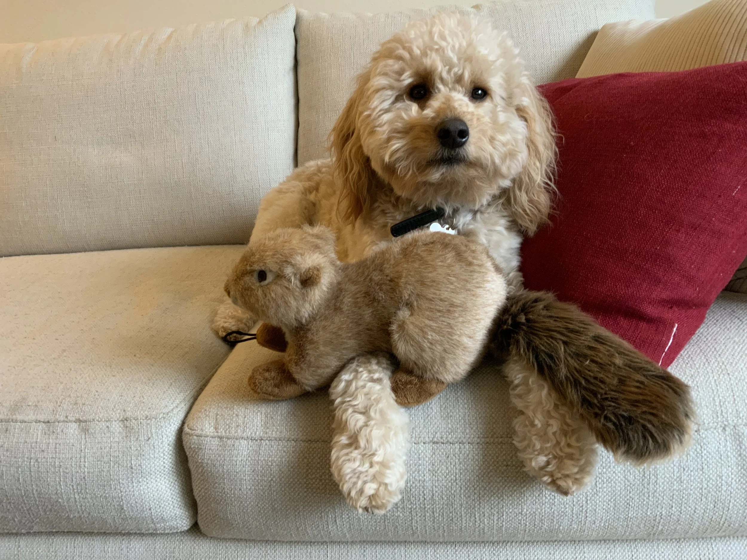 #44 PUPPY—SCOOTER’S RETROSPECTIVE: 2021-2022